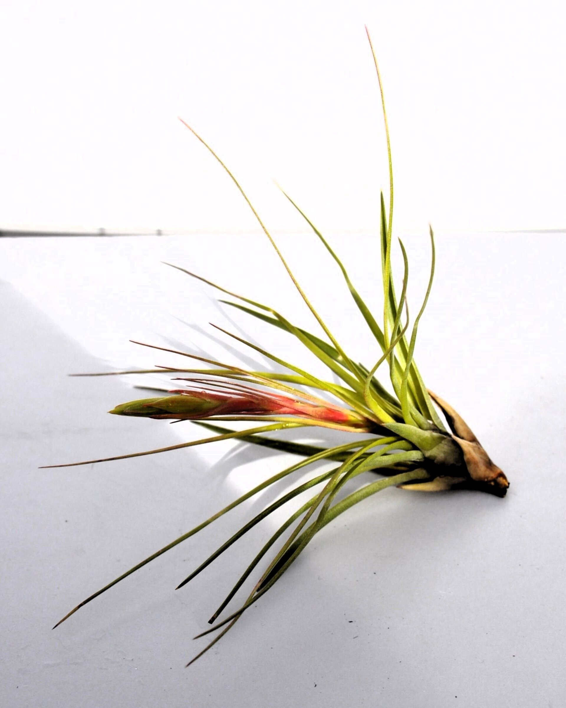 Tillandsia tricolor (small) - 3