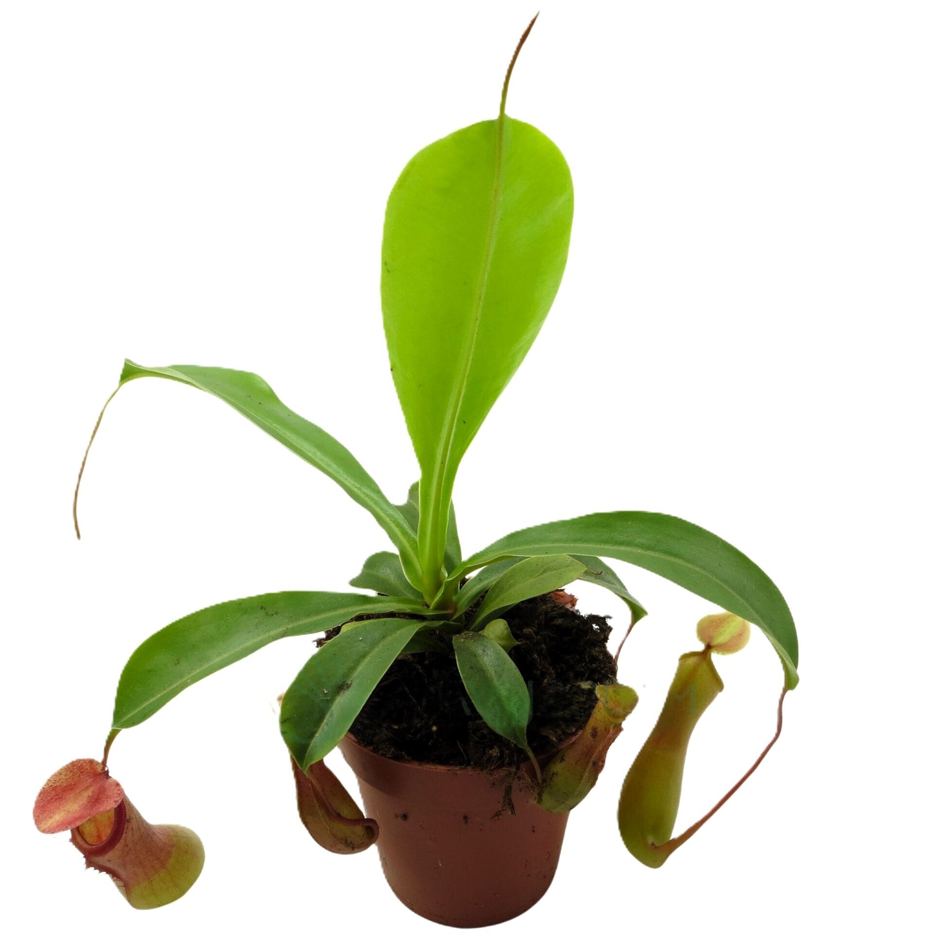 Planta carnívora Nepenthes sp. M10,5 (planta jarro, copa de mono) - 1