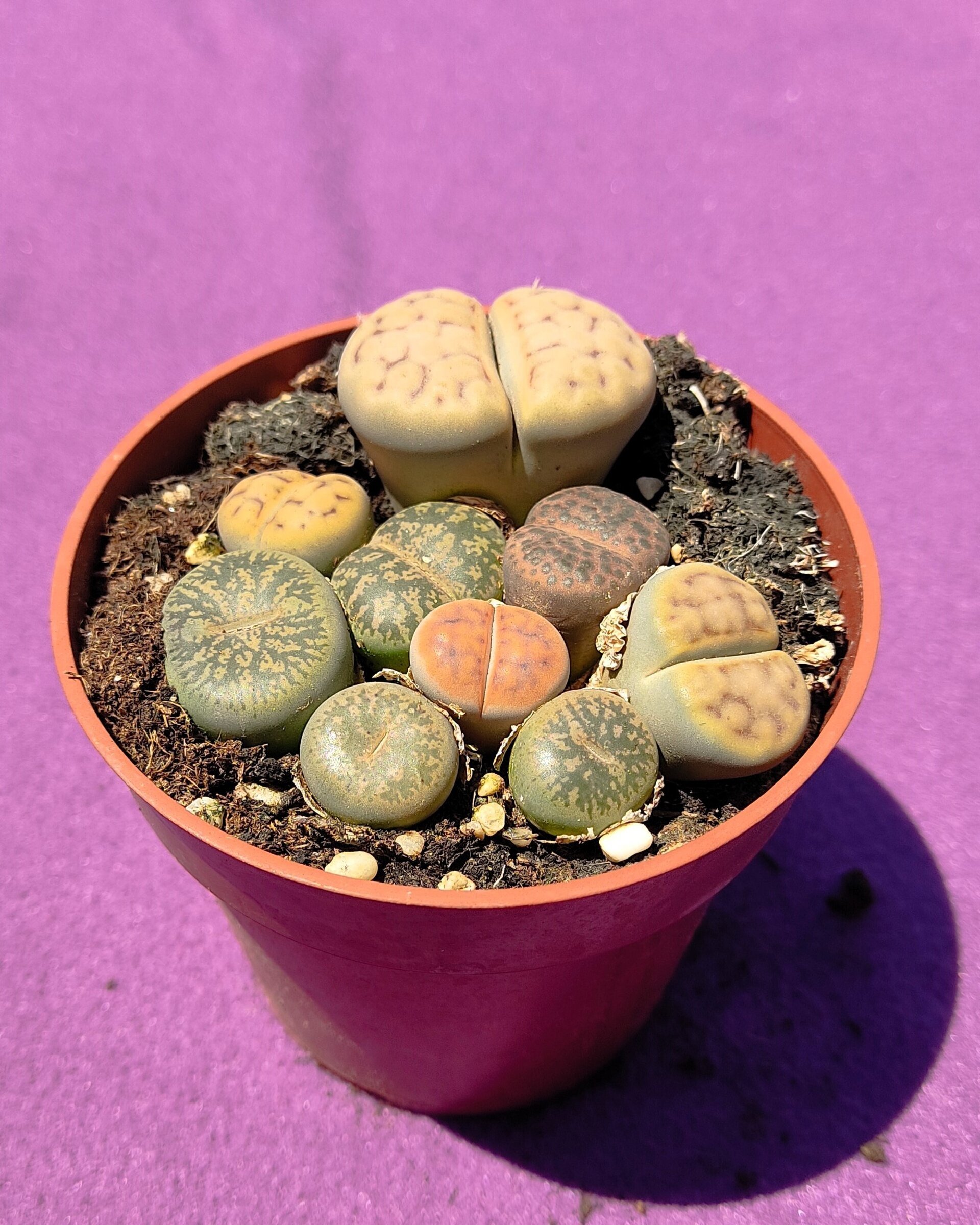 Lithops spp. M8.5 [Mix] (planta piedra, piedra viva) - 4