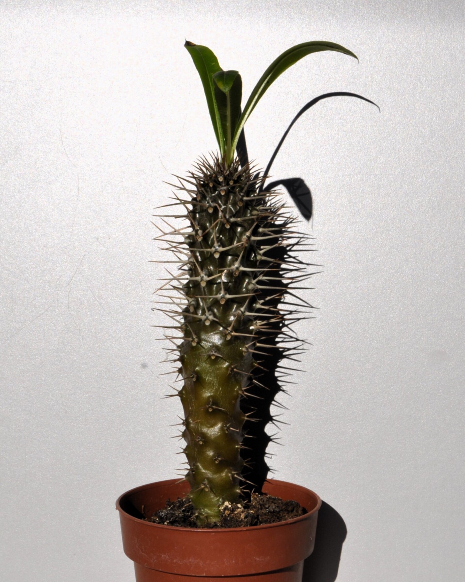 Pachypodium lamerei (palma de Madagascar) - 3