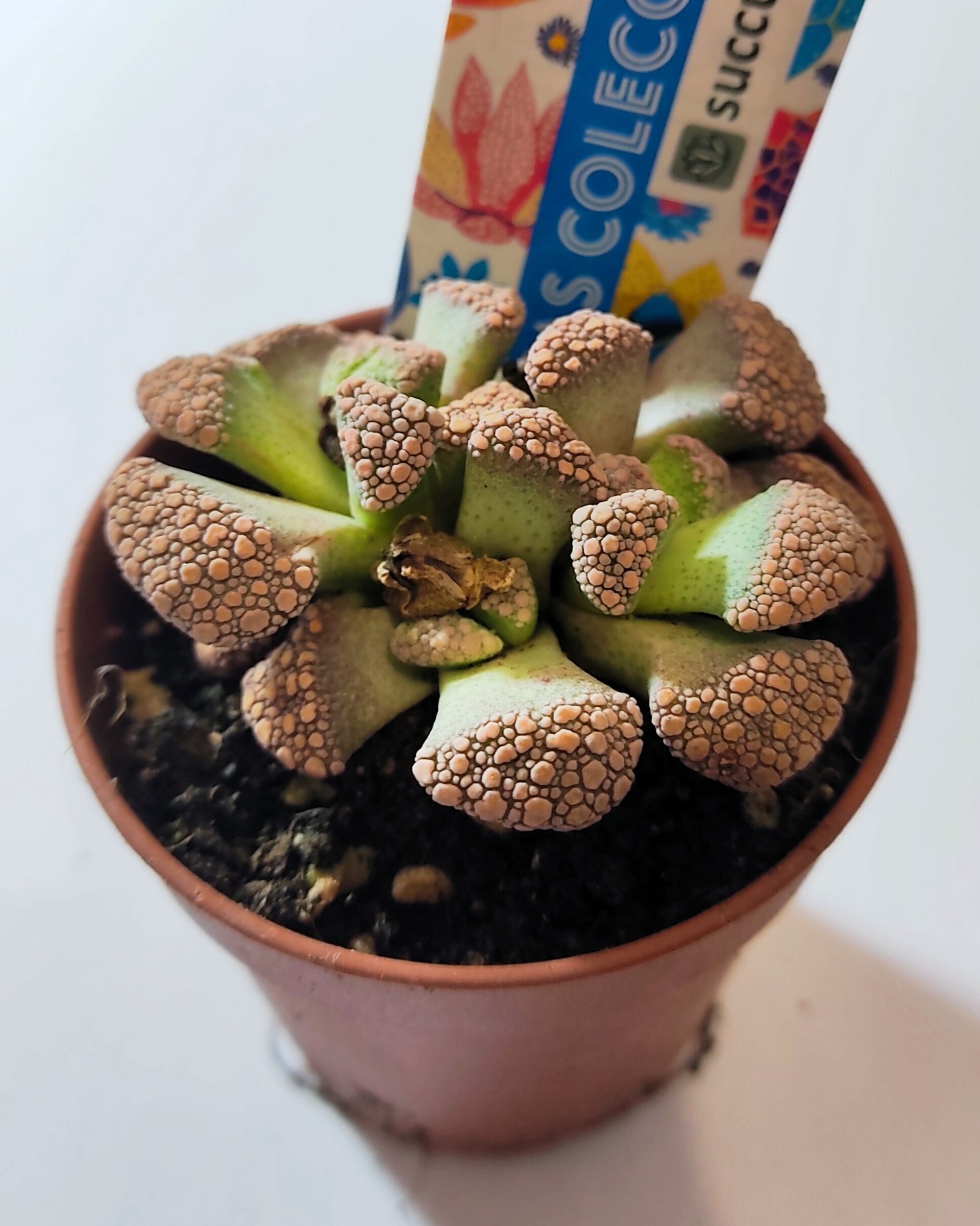 Titanopsis calcarea M5.5 (hoja de cemento [pequeña]) - 2