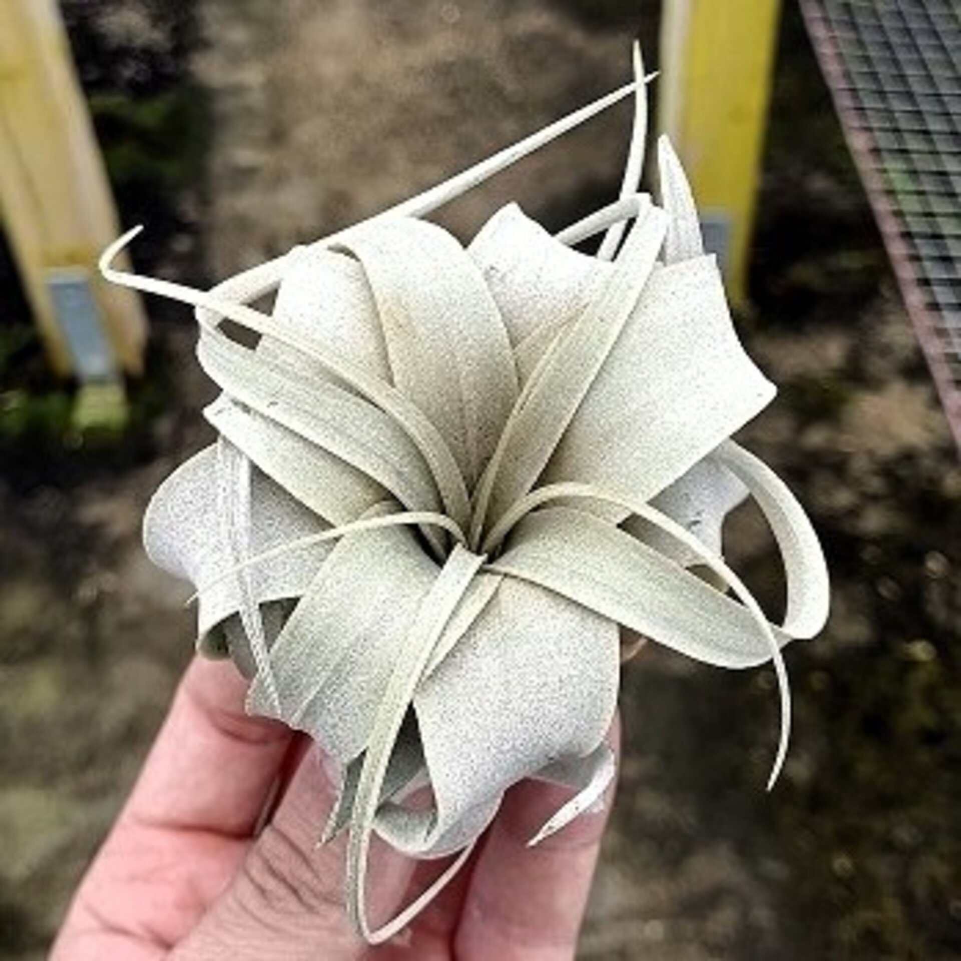 Tillandsia xerographica (pie de gallo) - 1