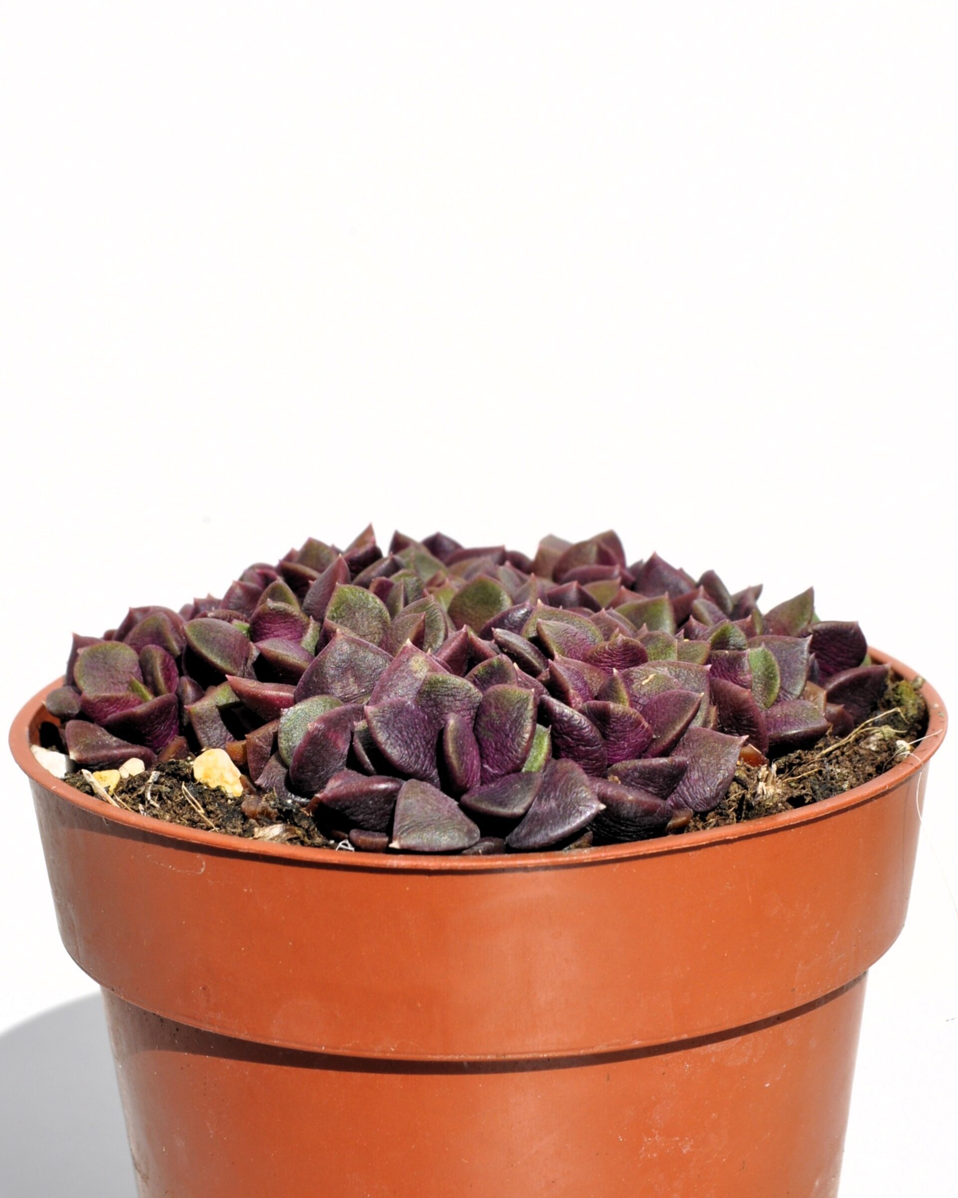 Anacampseros rufescens ‘Red Passion’ (rosa de arena) - 4