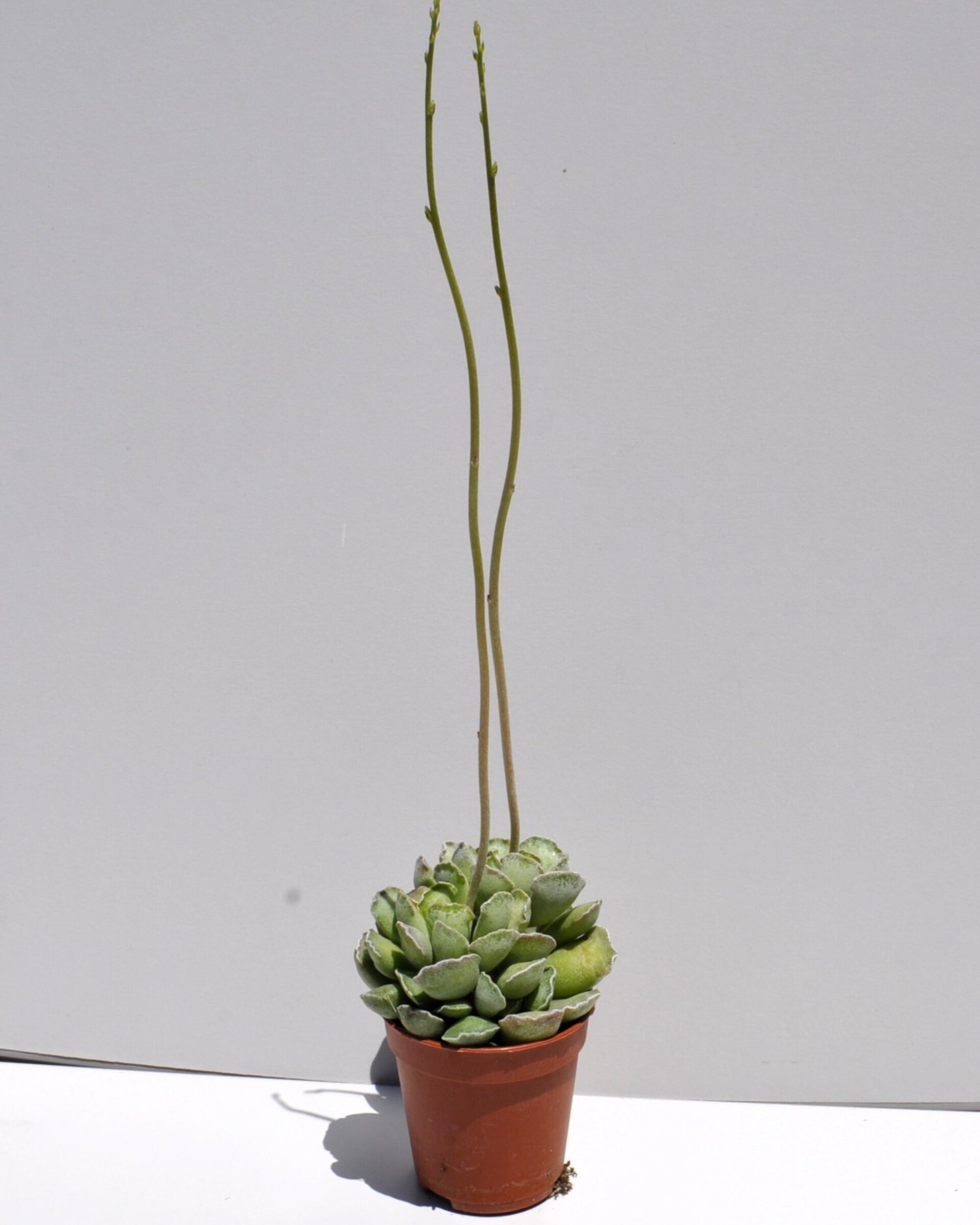 Adromischus cristatus - 5