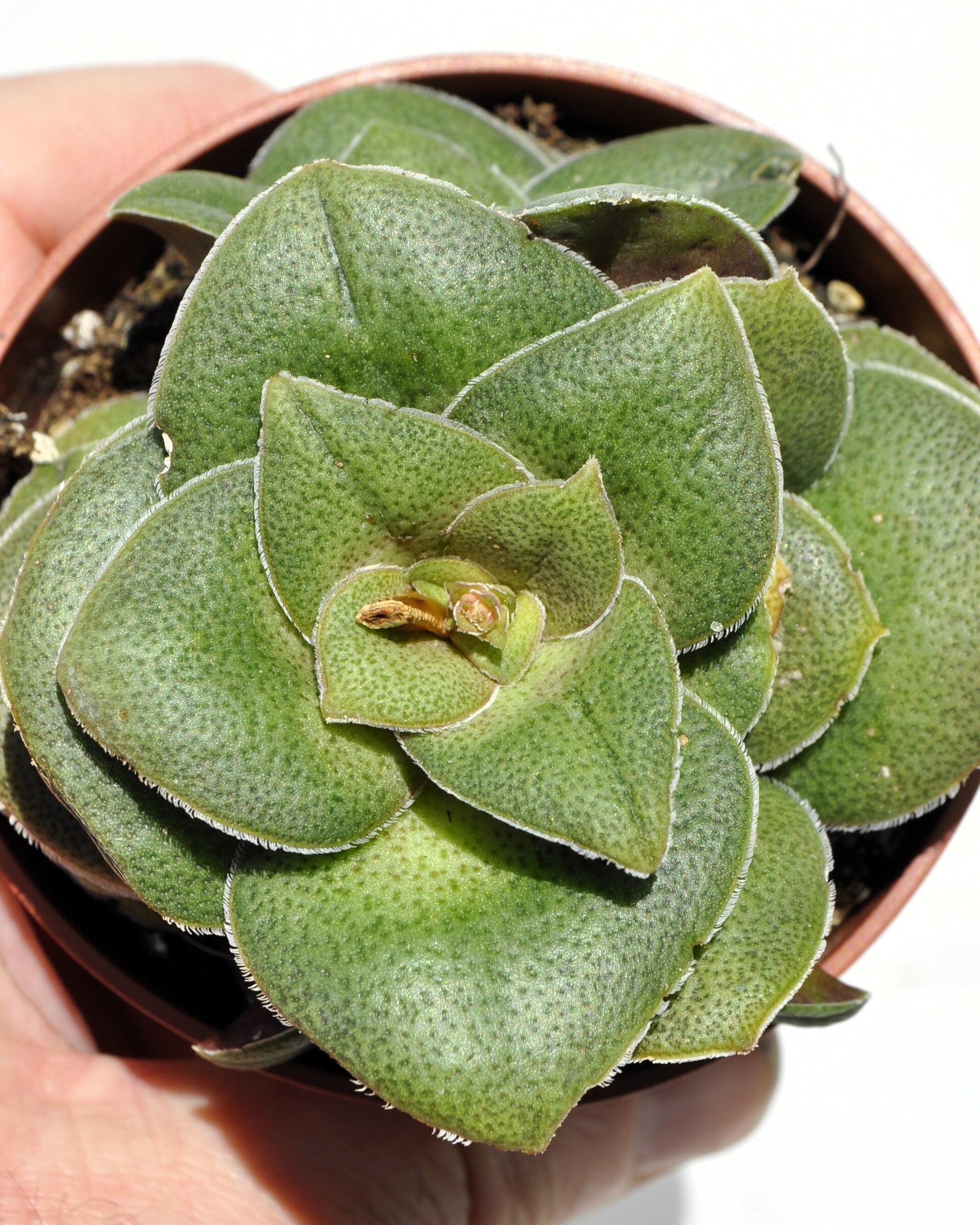 Crassula cf. hemisphaerica - 1