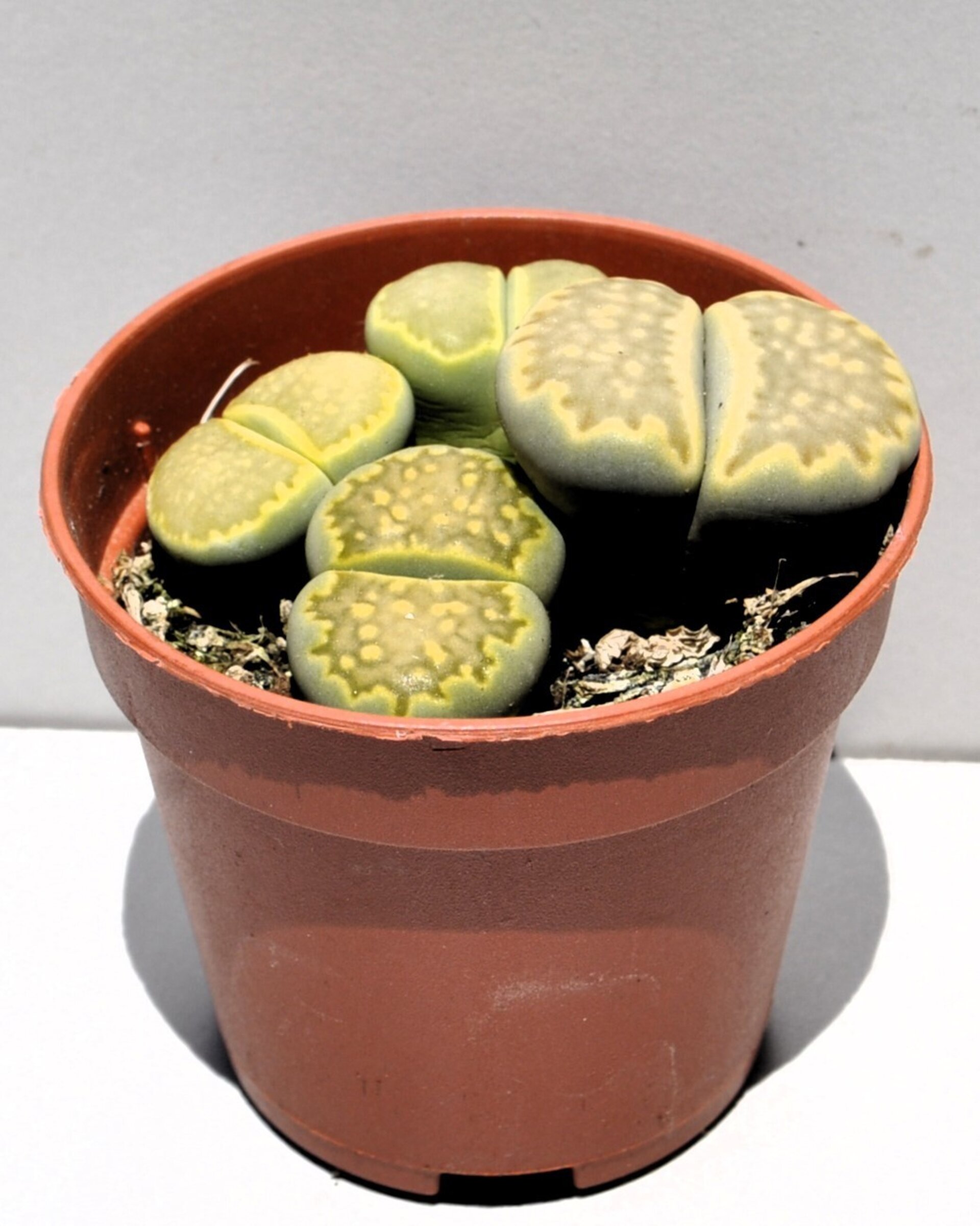Lithops sp. verdes M 5.5 (planta piedra, piedra viva) - 3