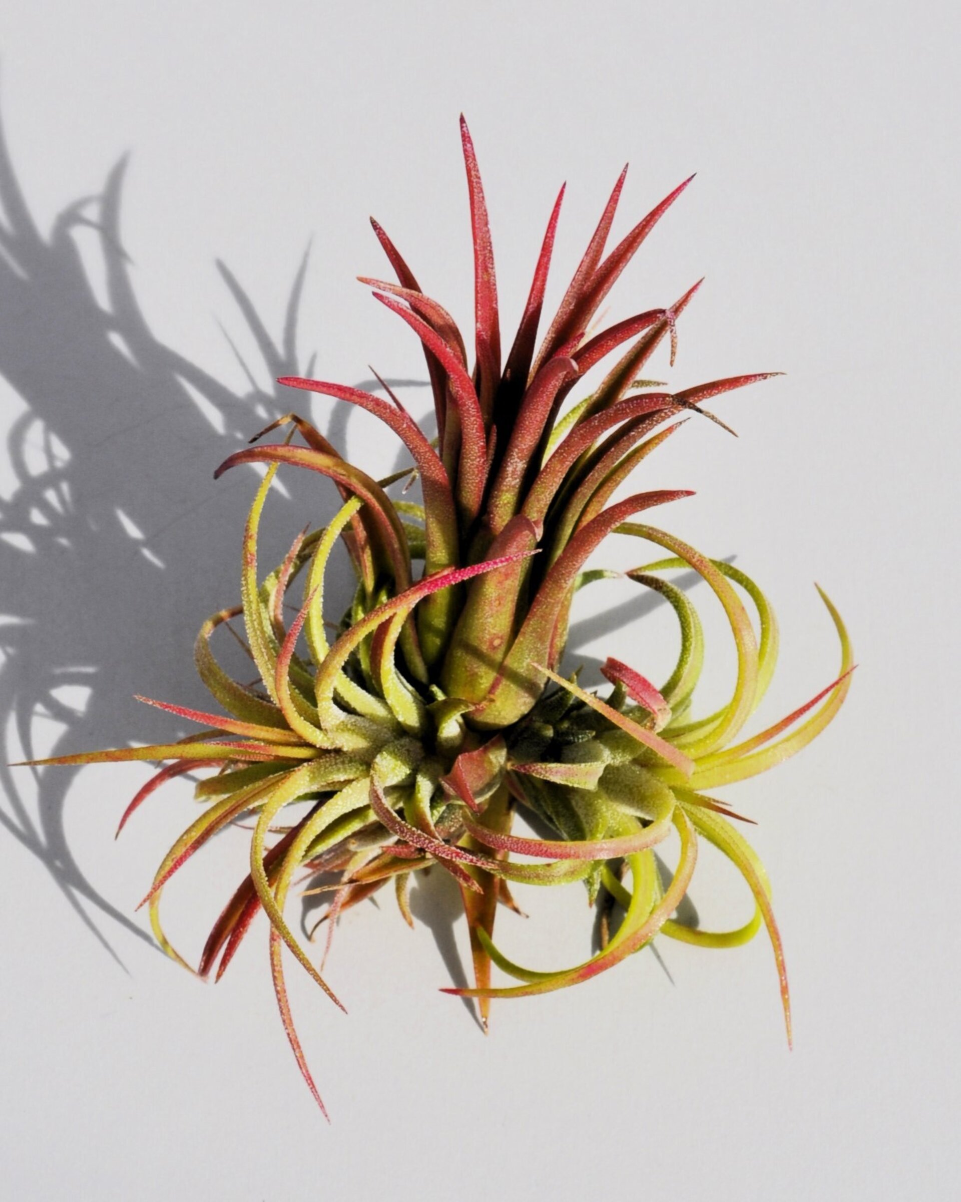 Tillandsia ionantha 'Fuego' - 10