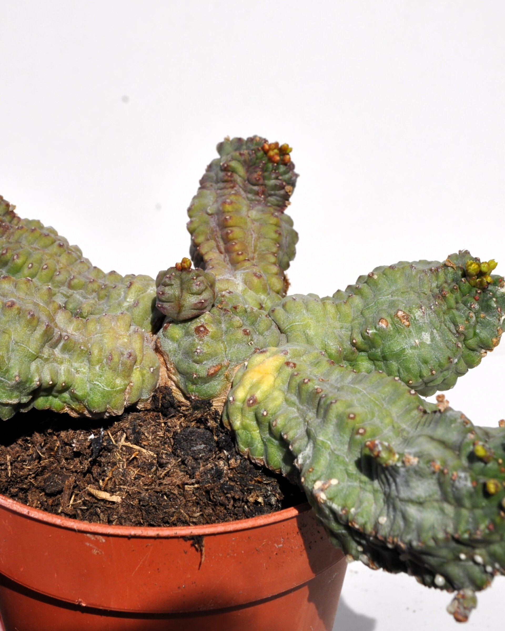 Euphorbia cf. obesa x globosa - 8