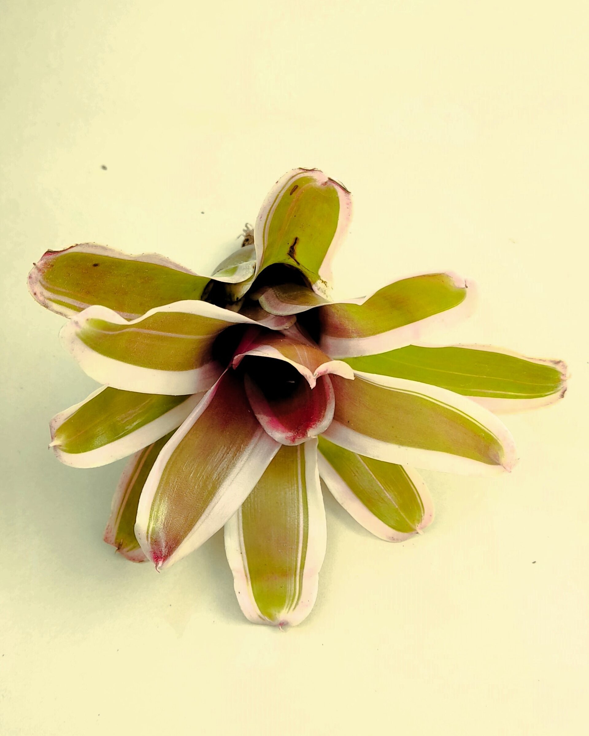 Neoregelia 'Pink' - 4