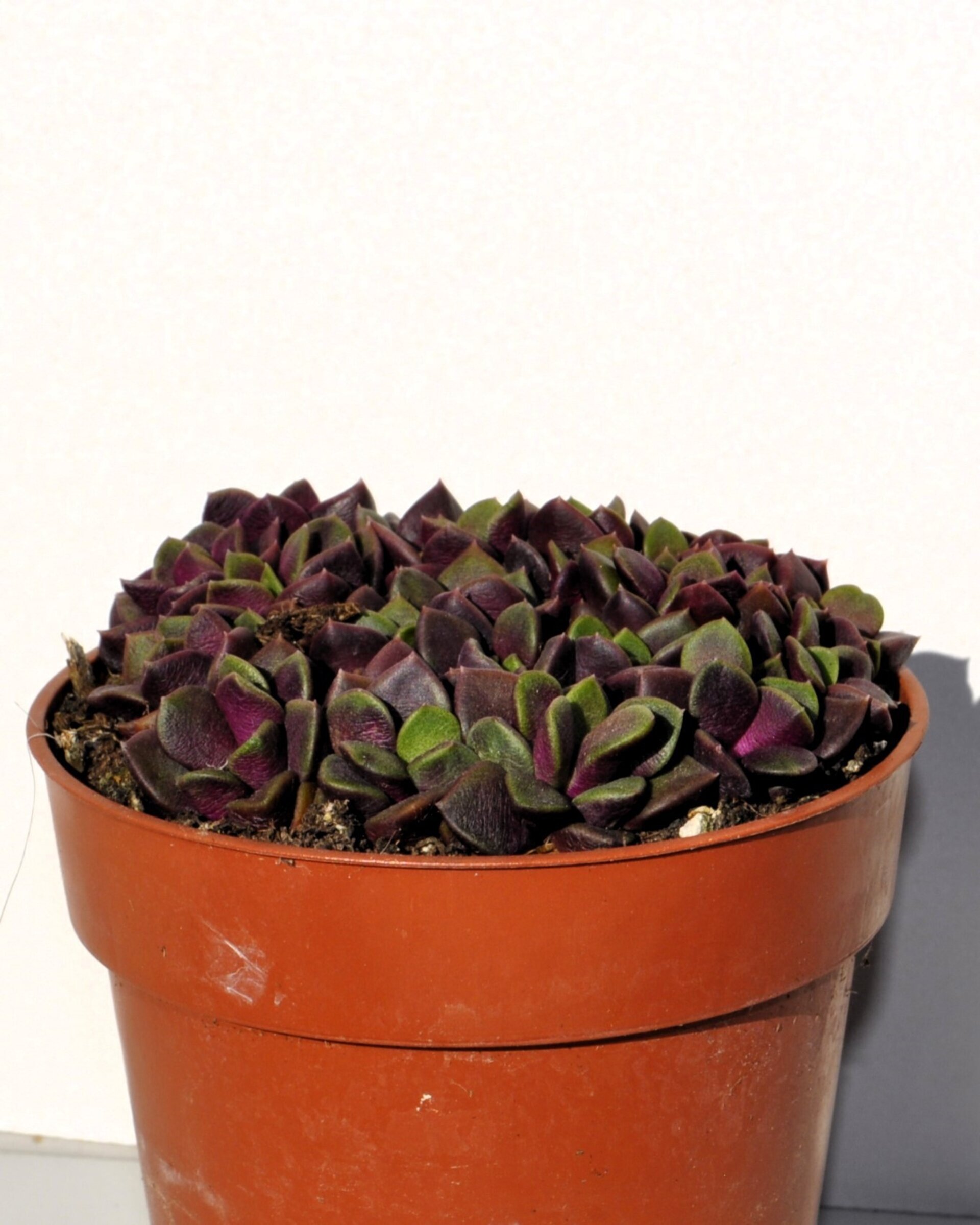 Anacampseros rufescens (rosa de arena) - 6