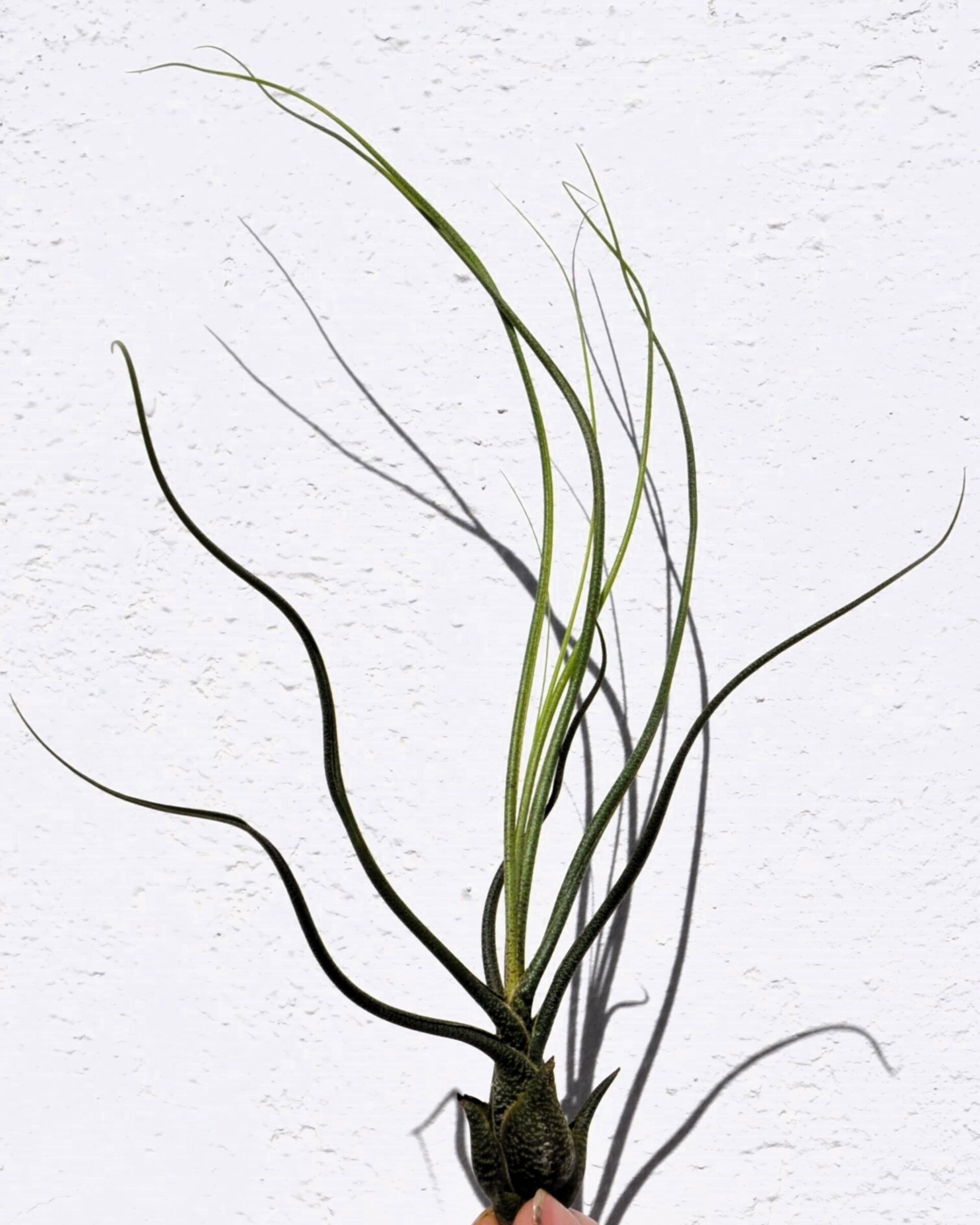 Tillandsia butzii - 2