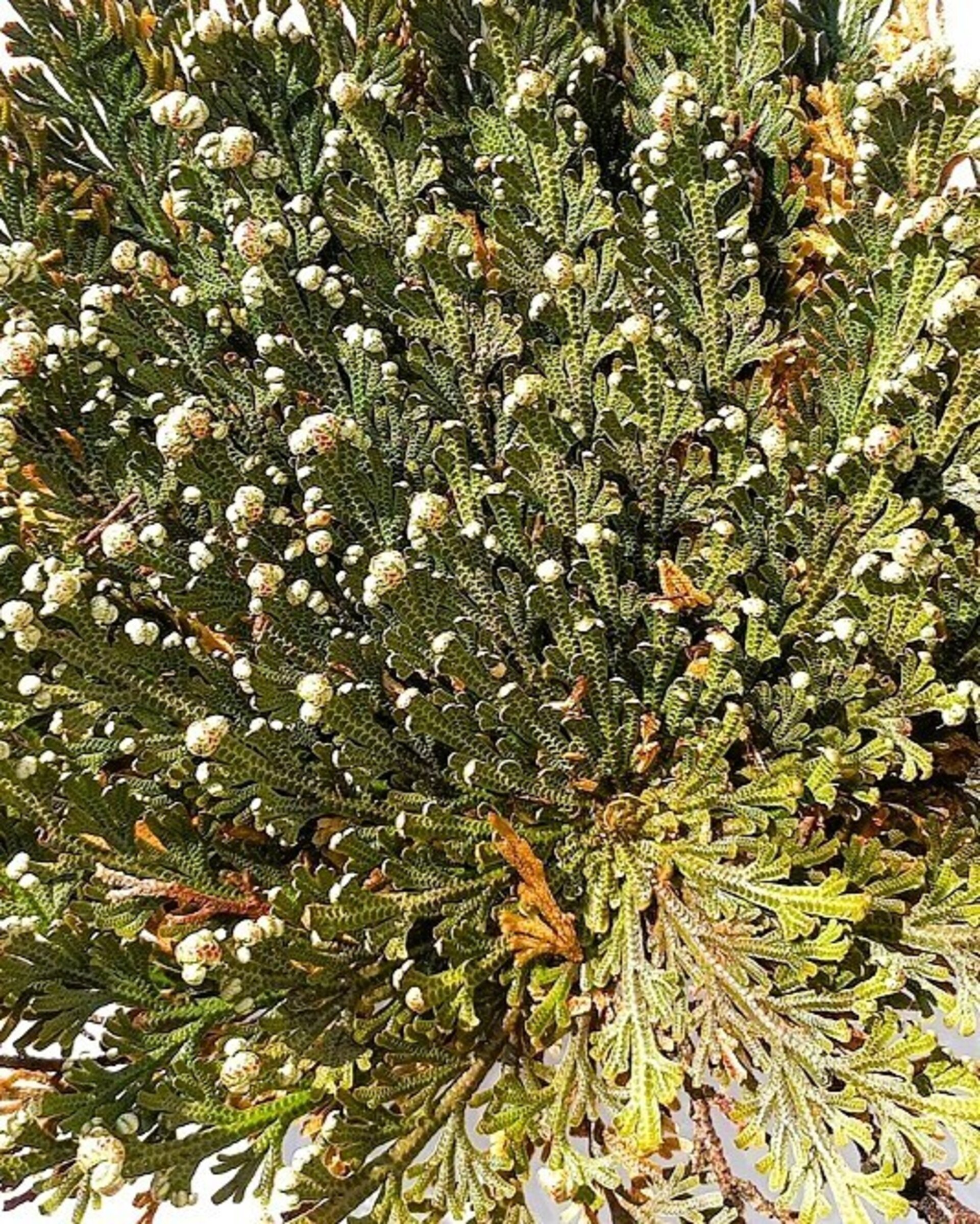 Selaginella lepidophylla (planta de la resurrección, "rosa de Jericó") - 5