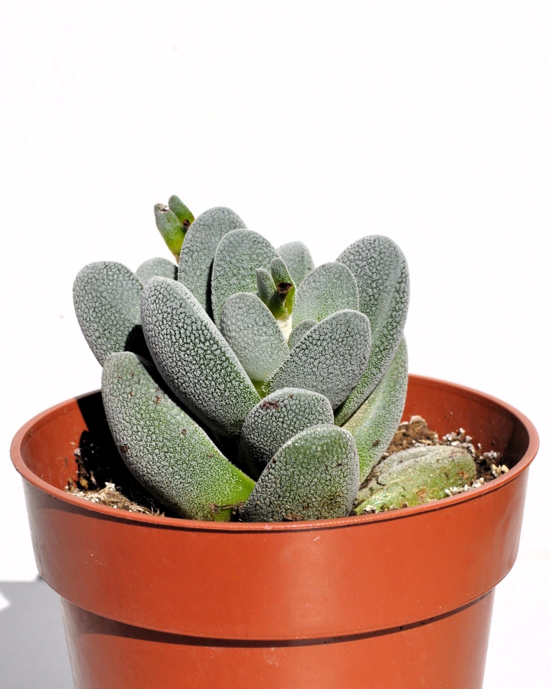 Crassula tecta - 3
