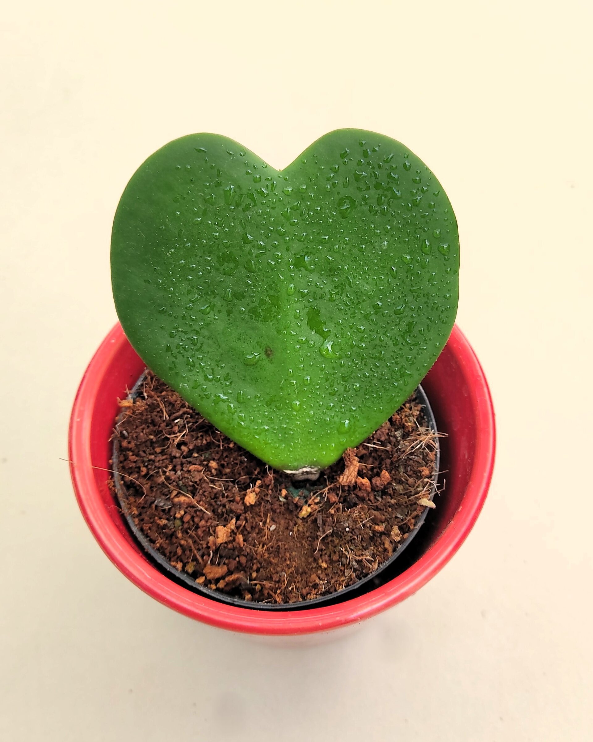 Hoya kerrii (planta corazón) - 4