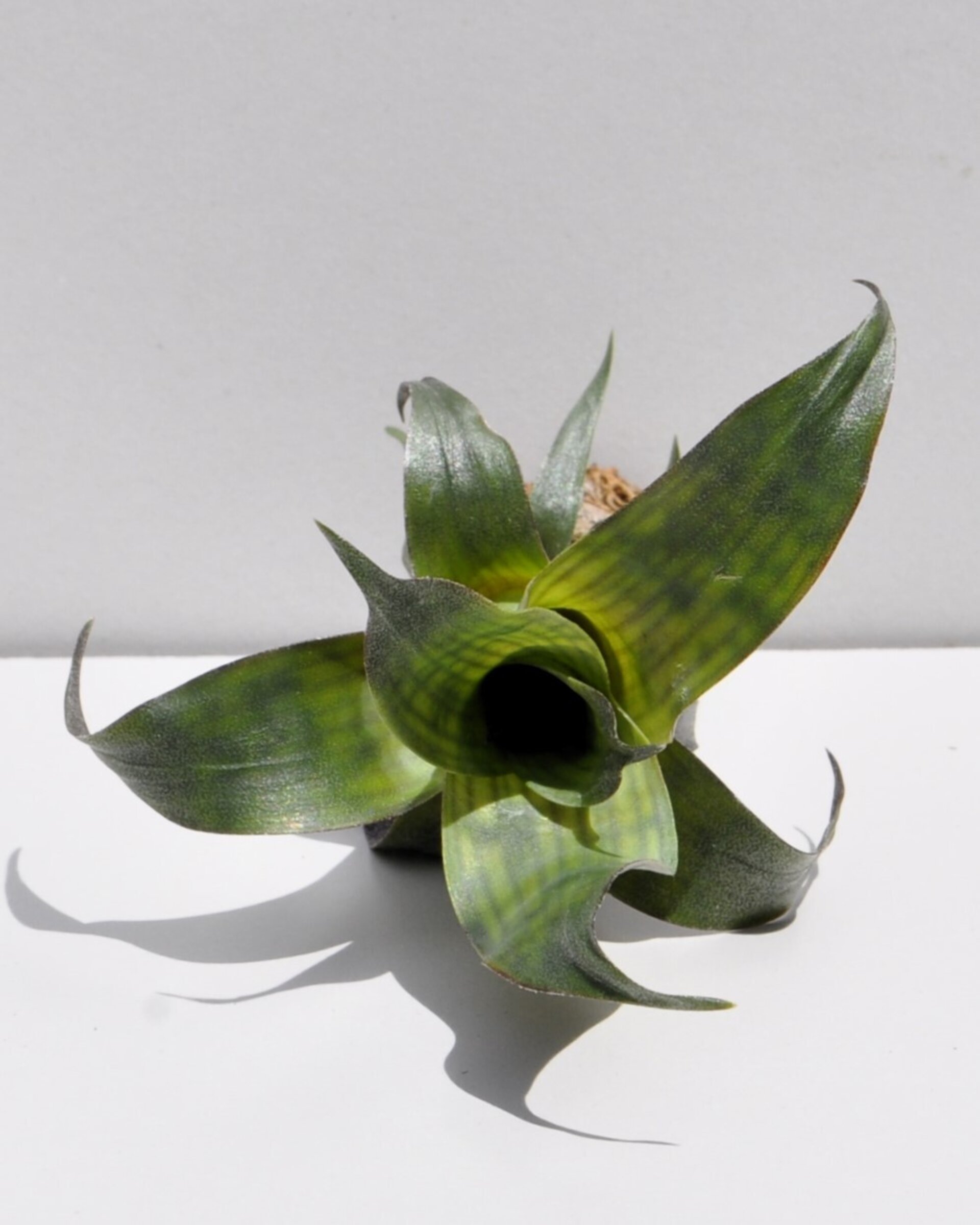 Vriesea gigantea 'Nova' [mini] - 3