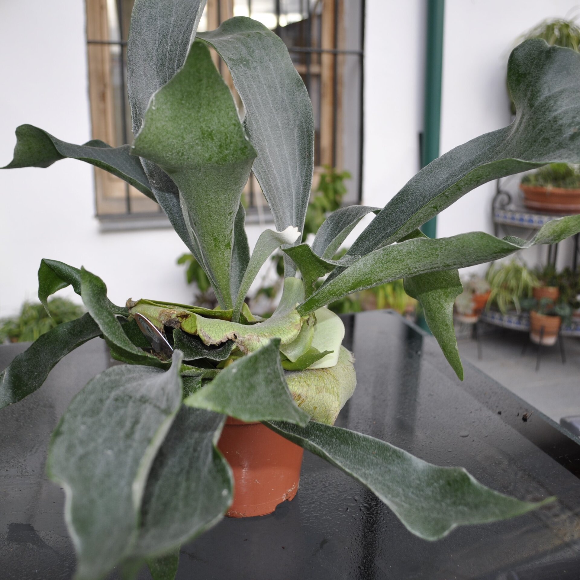 Platycerium bifurcatum (helecho alce) - 4