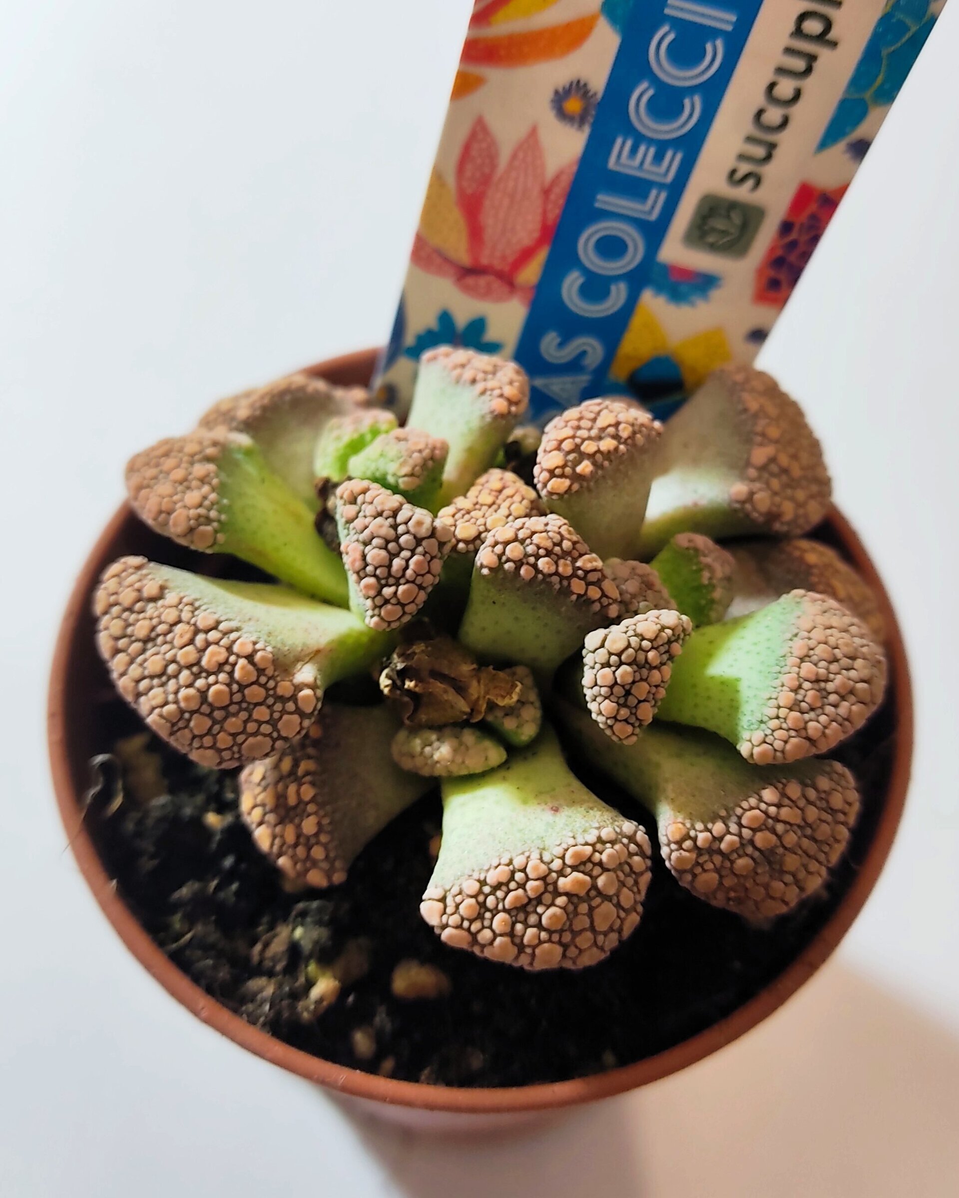 Titanopsis calcarea M5.5 (hoja de cemento [pequeña]) - 1