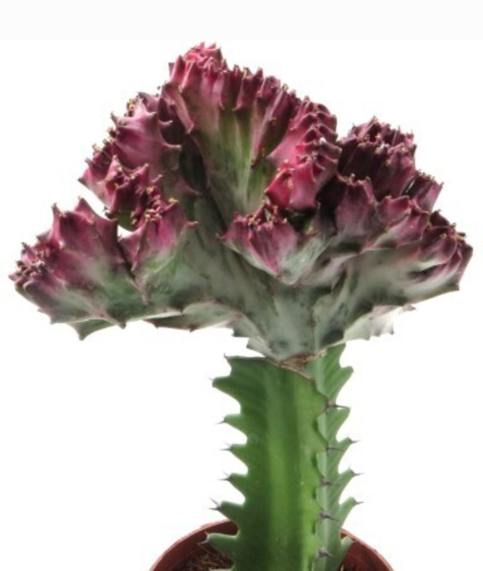 Euphorbia lactea 'Variegata Cristata' [injertada] - 1