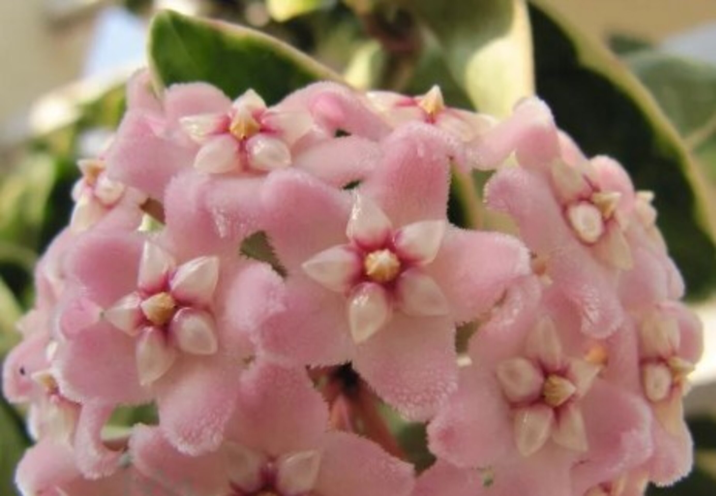 Hoya compacta - 2
