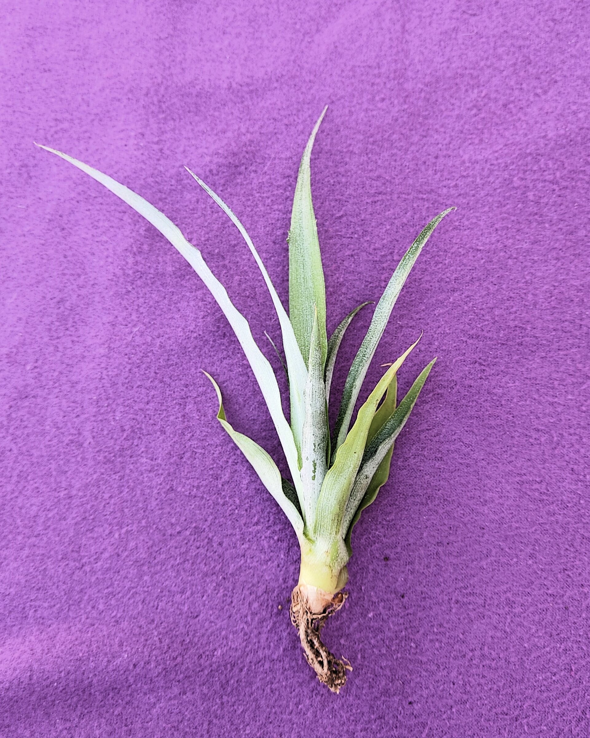 Ananas comosus [mini] (piña tropical) - 4