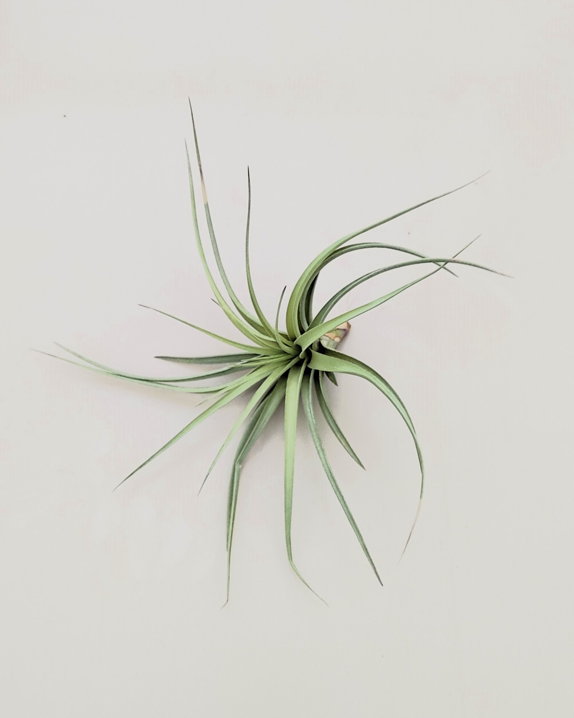Tillandsia aeranthos 'Joseli' - 3