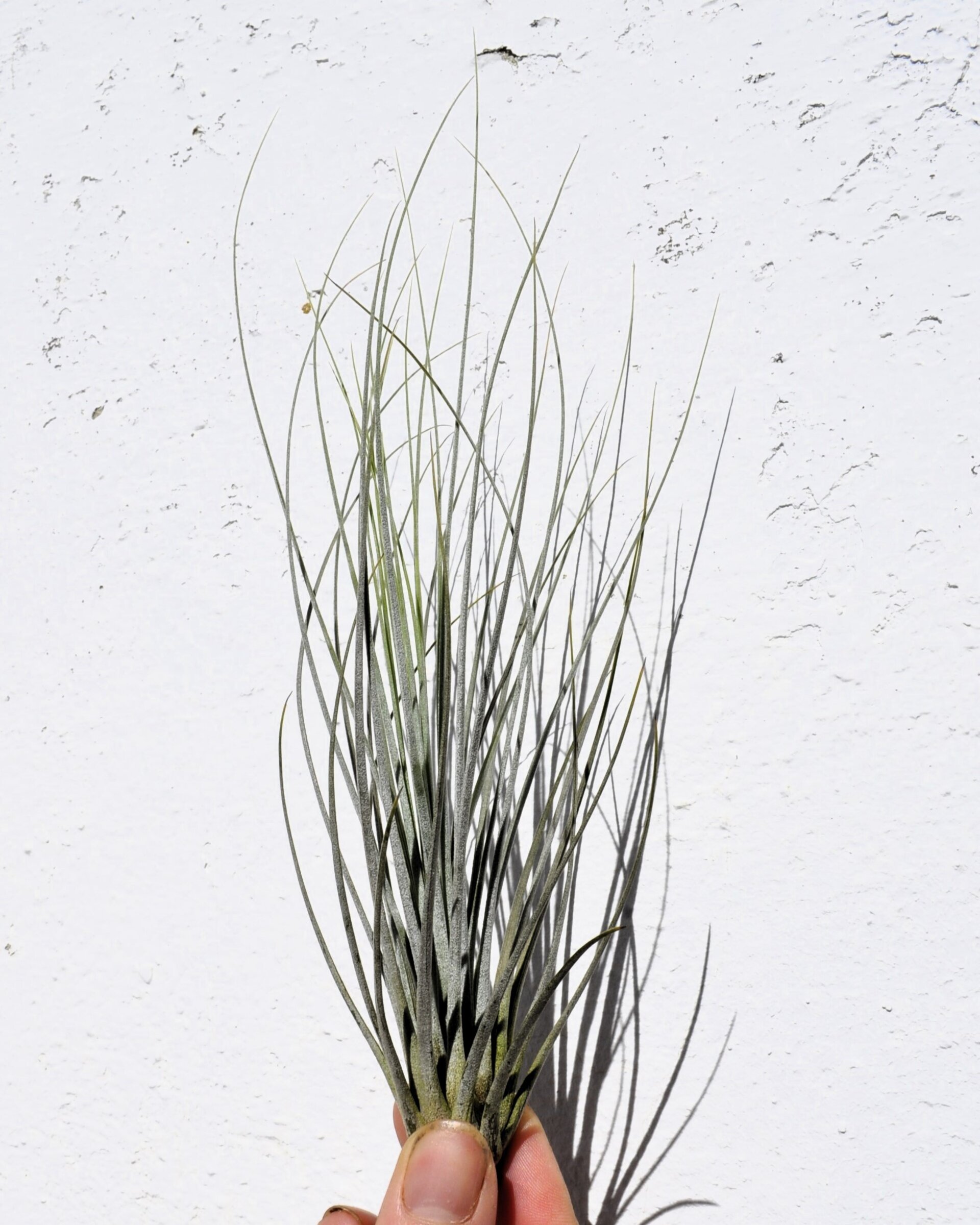 Tillandsia juncea - 2