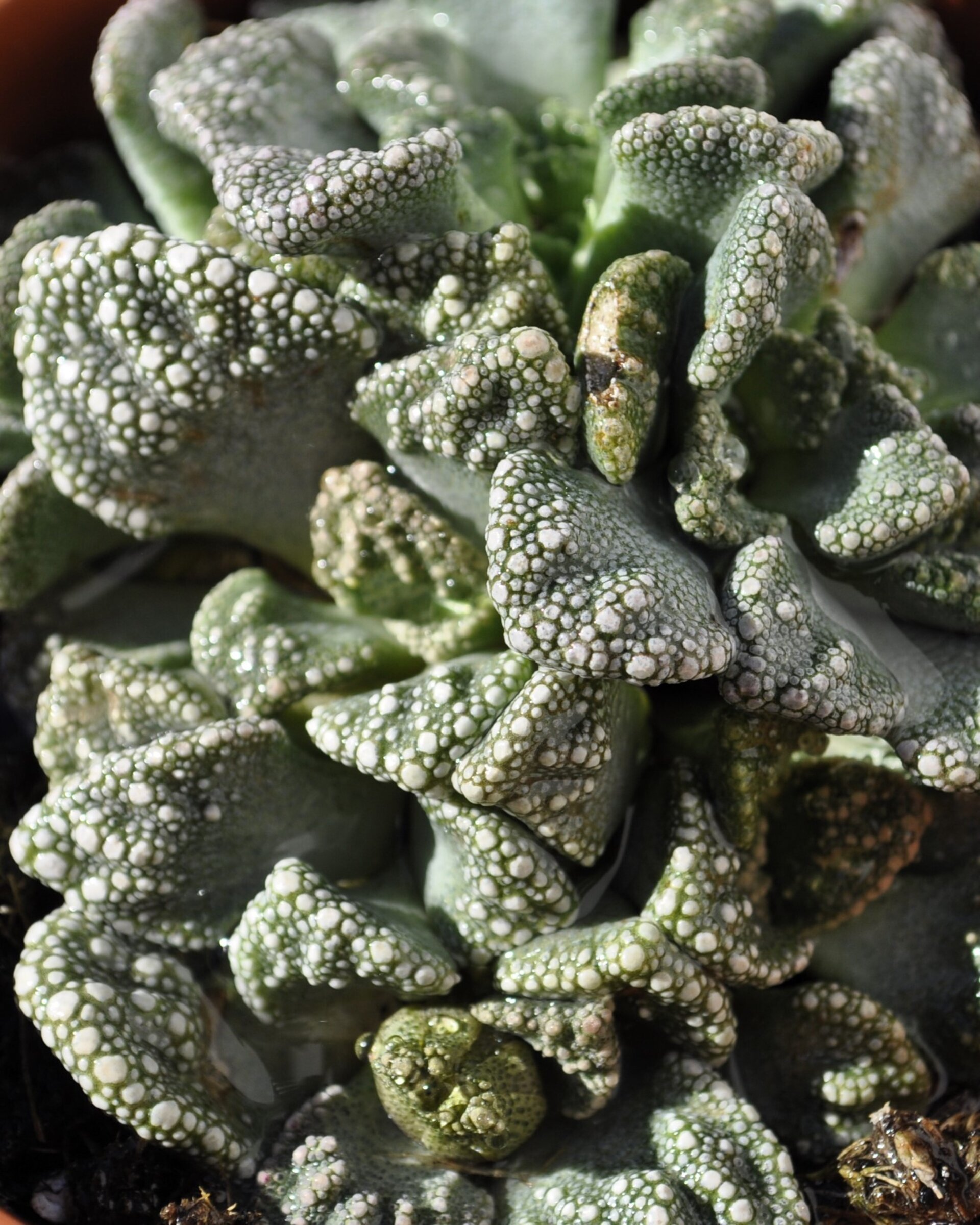 Titanopsis calcarea M8.5 (hoja de cemento [mediana]) - 7