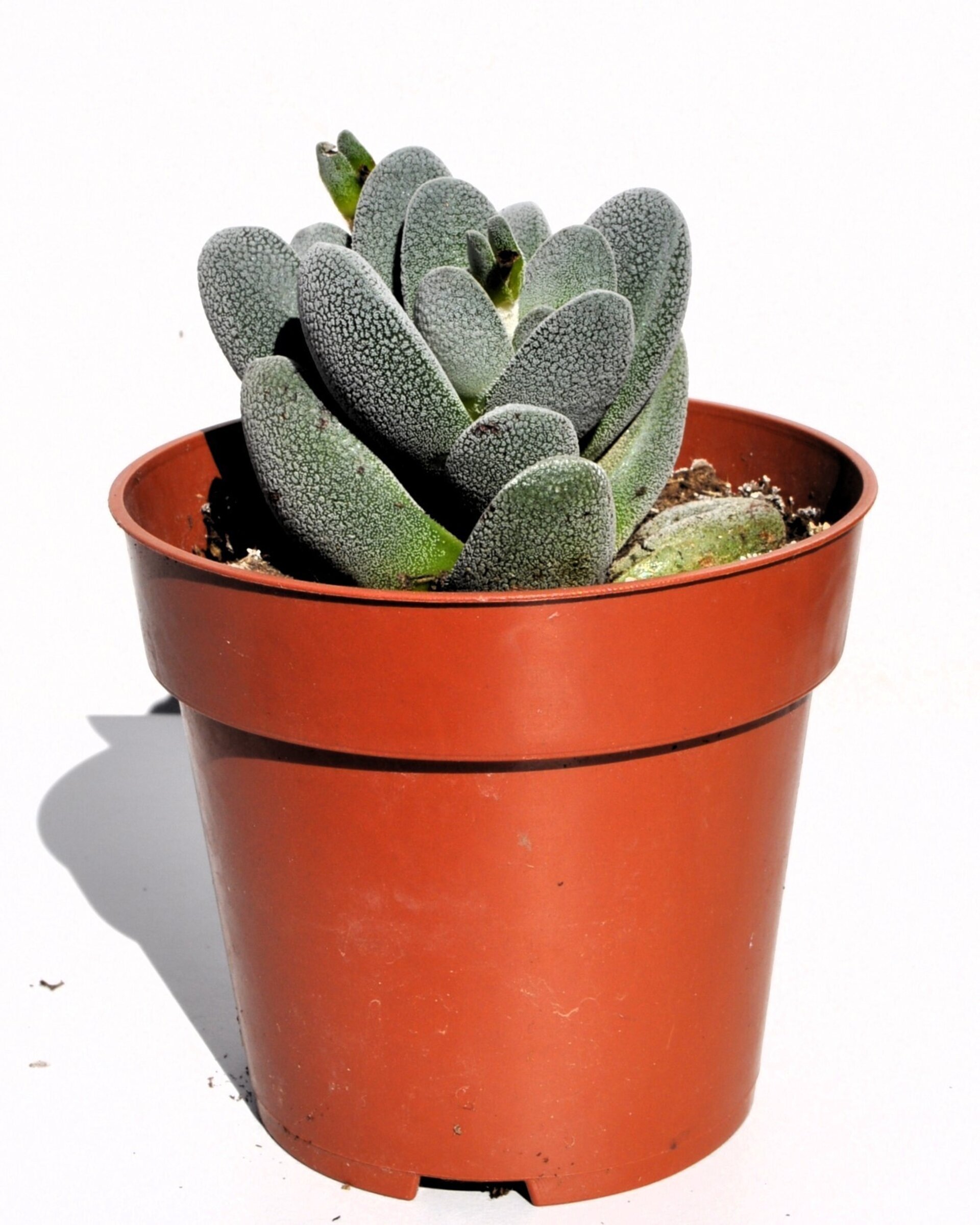 Crassula tecta - 5