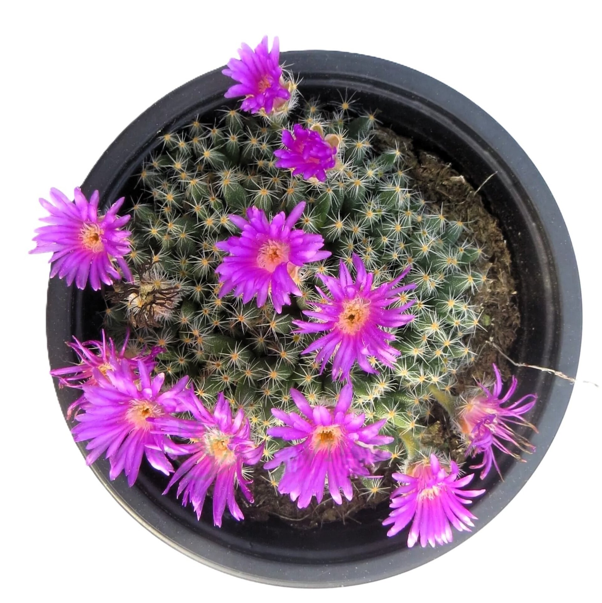 Trichodiadema densum (rosa del desierto miniatura, bonsái africano) - 1