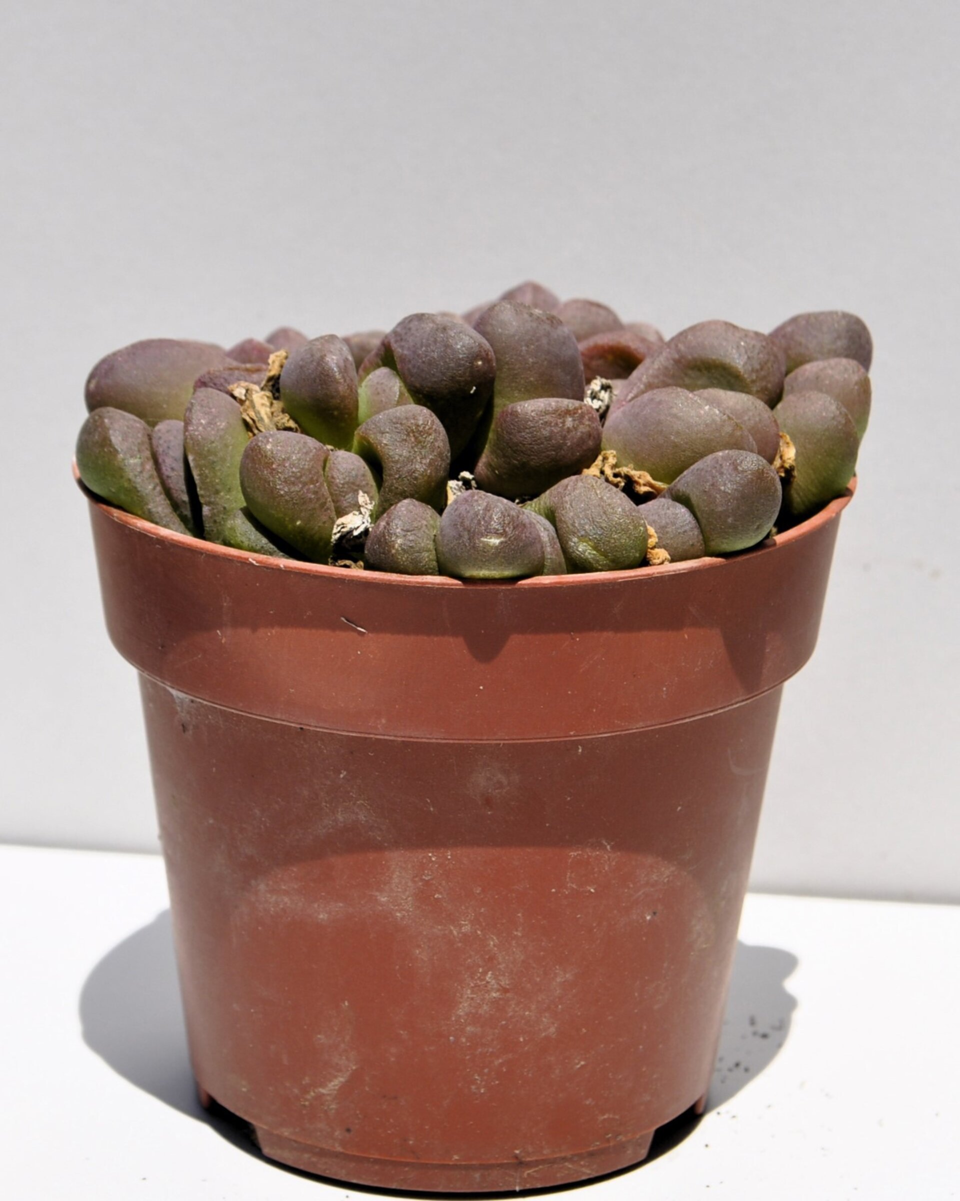Glottiphyllum pygmaeum M8.5 (lengua de gato) - 5