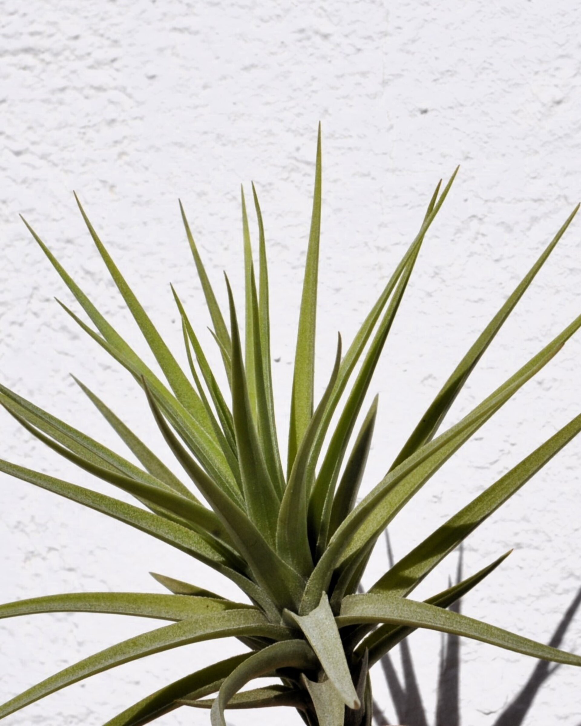 Tillandsia aeranthos - 2