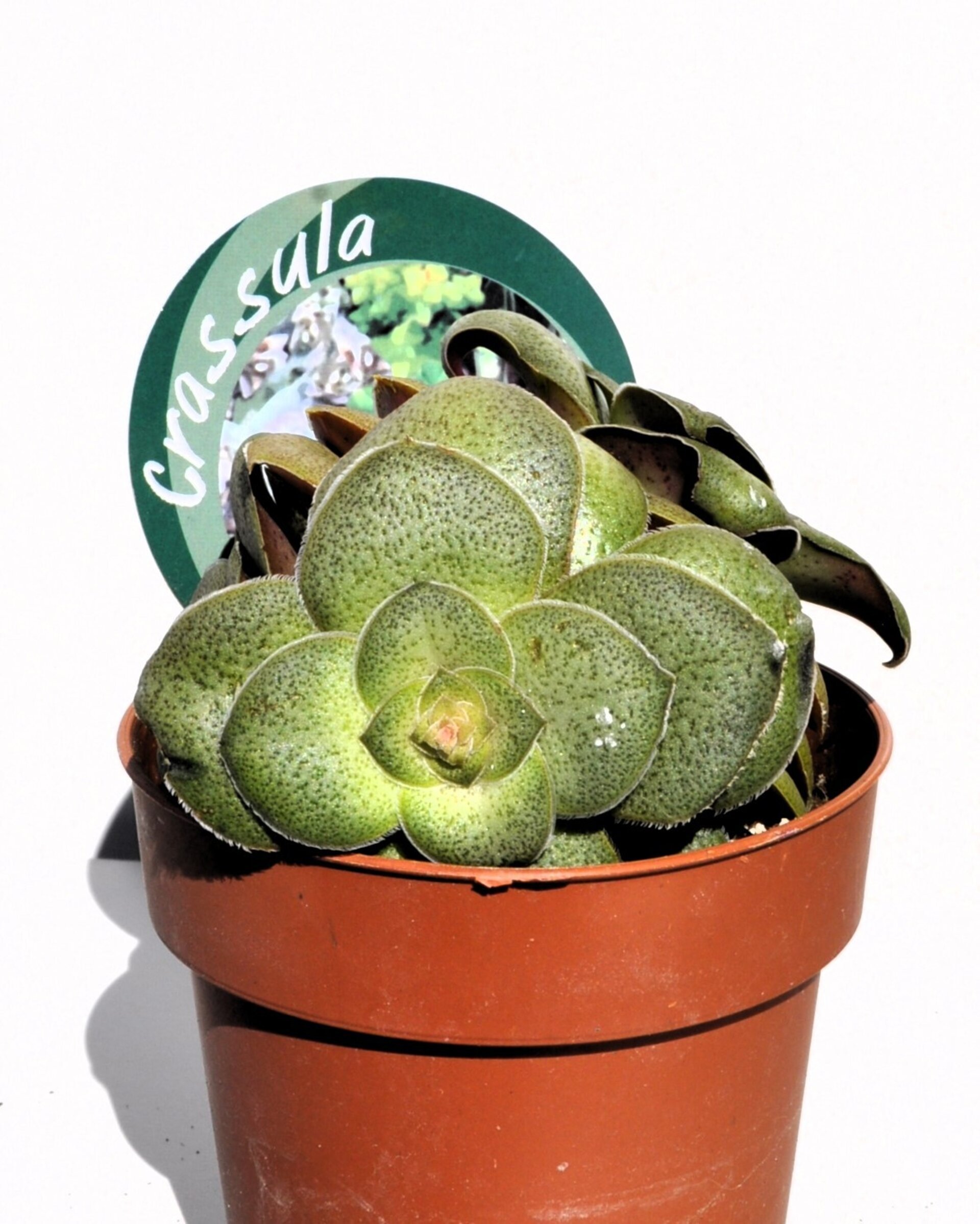 Crassula cf. hemisphaerica - 6