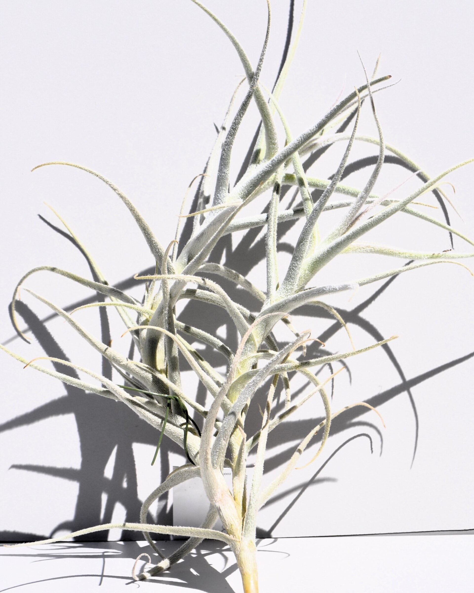 Tillandsia paleacea - 2