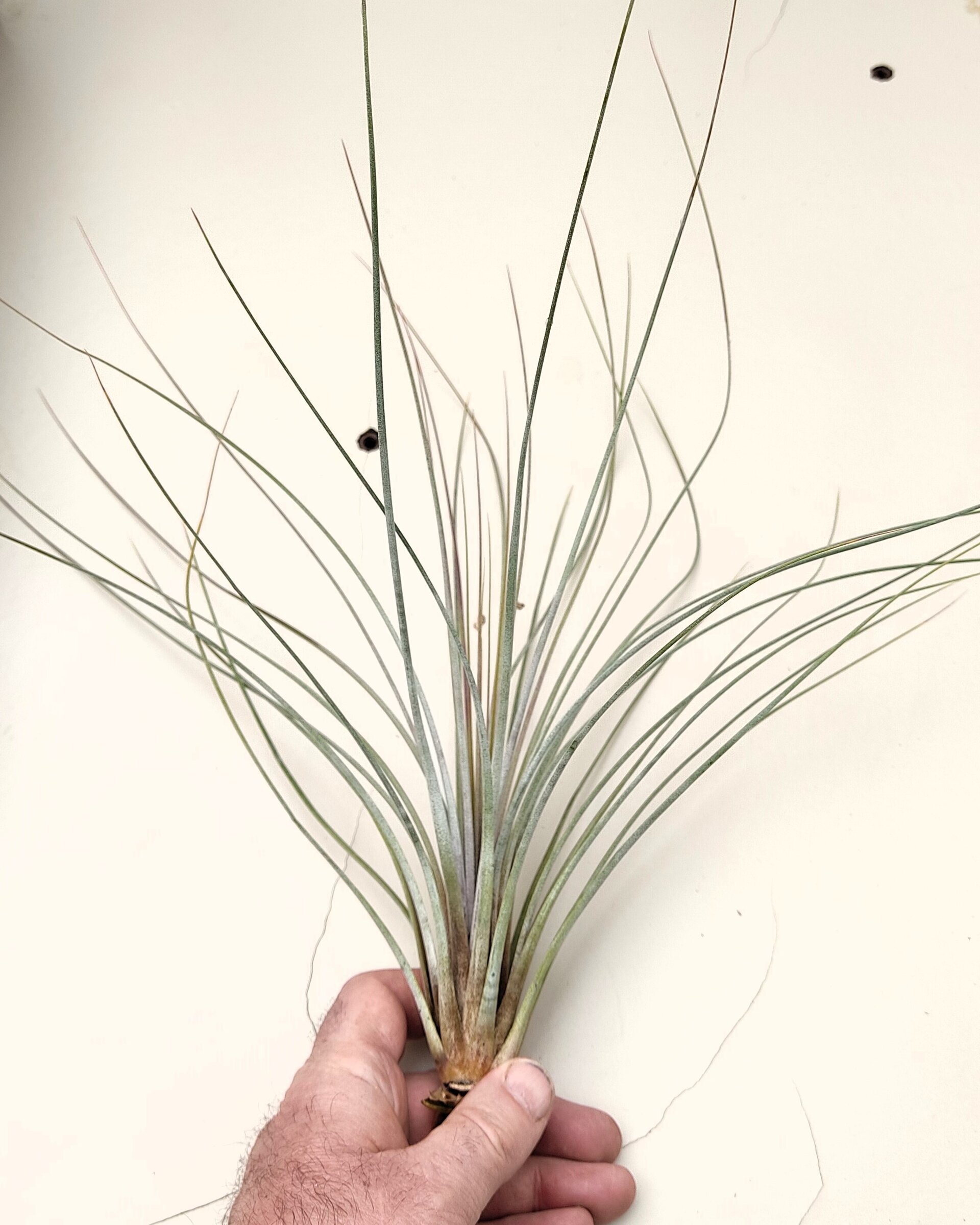 Tillandsia juncea - 5
