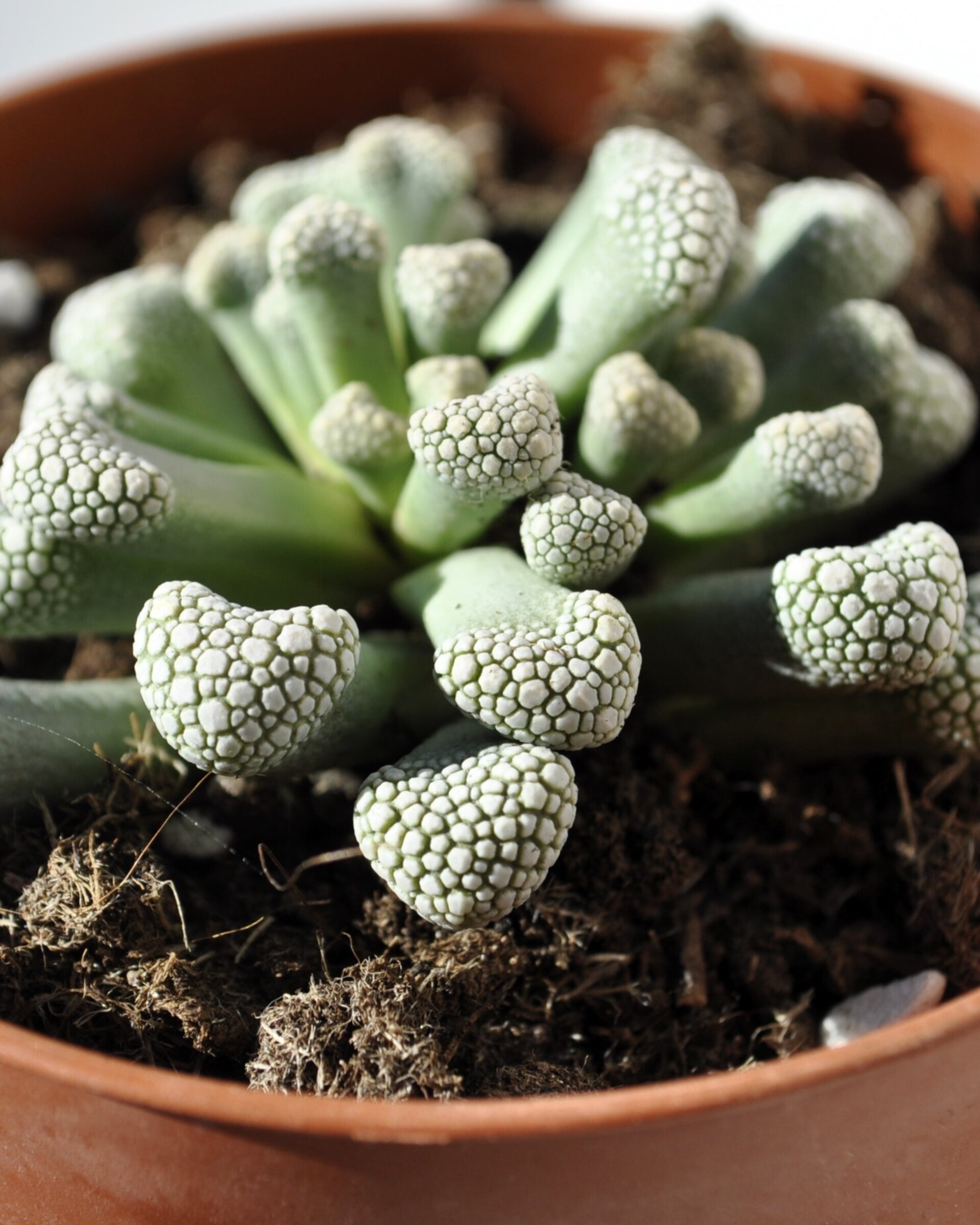 Titanopsis schwantesii - 6