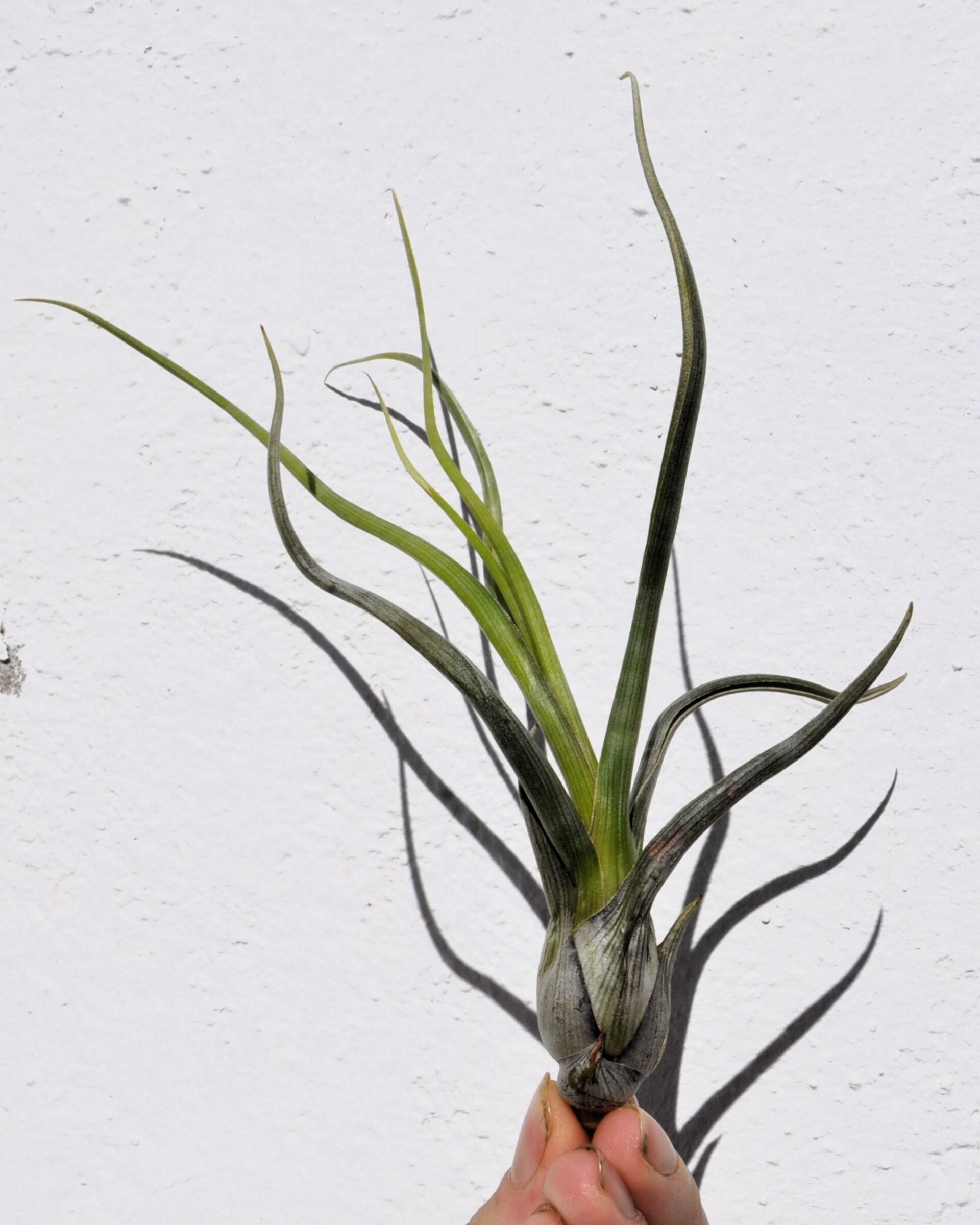 Tillandsia pseudobaileyi [small] - 4