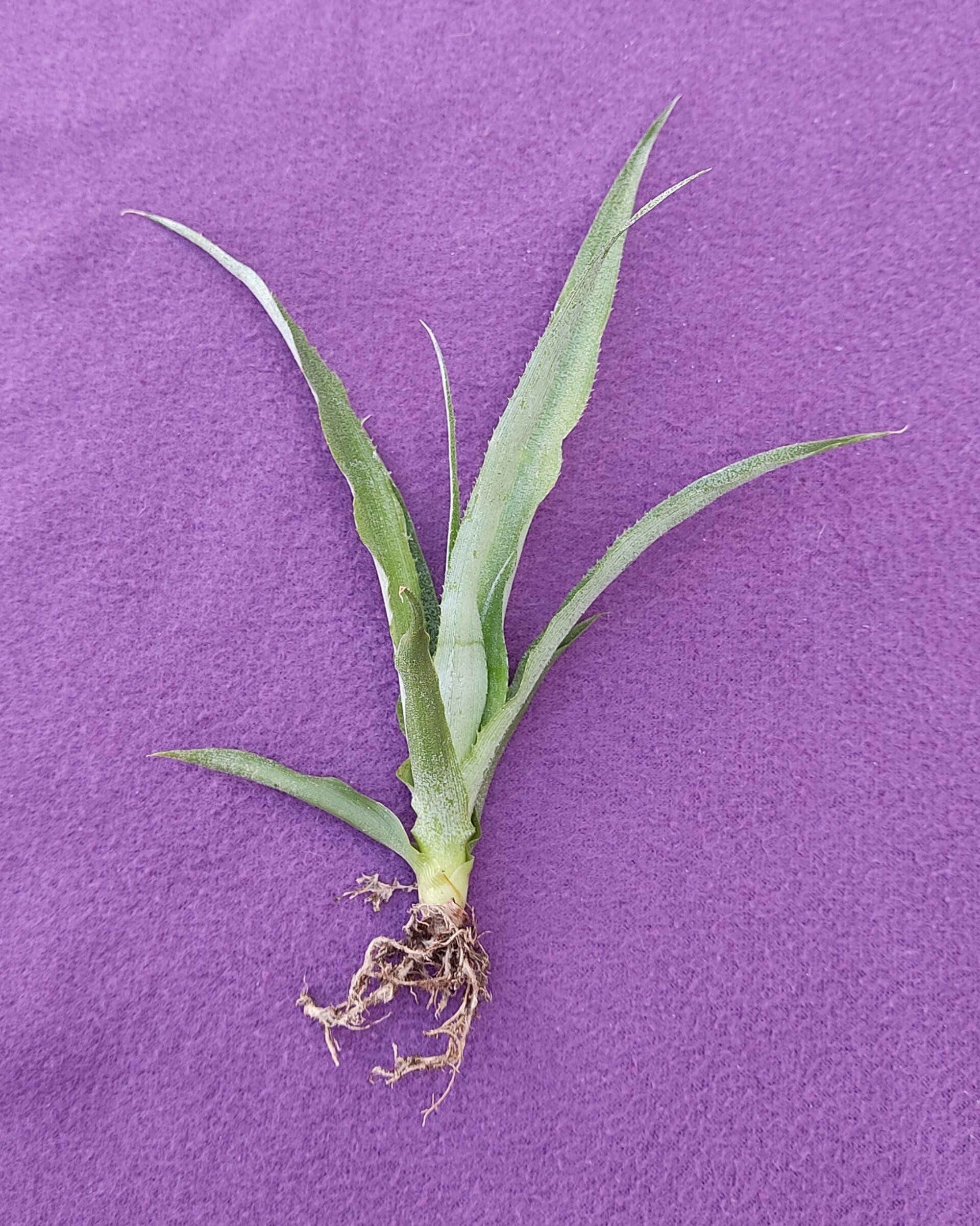 Ananas comosus [mini] (piña tropical) - 3