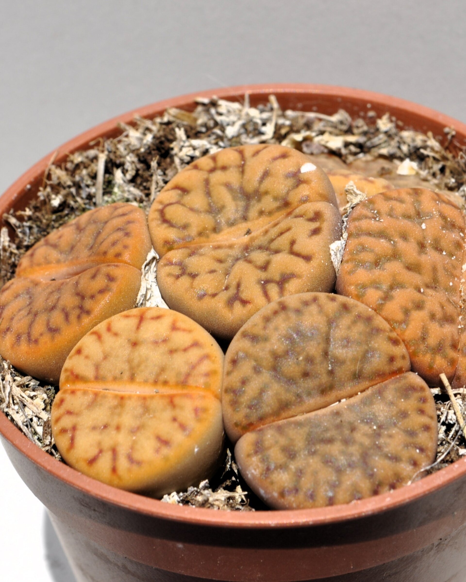 Lithops sp. rojizos M 5.5 (planta piedra, piedra viva) - 2