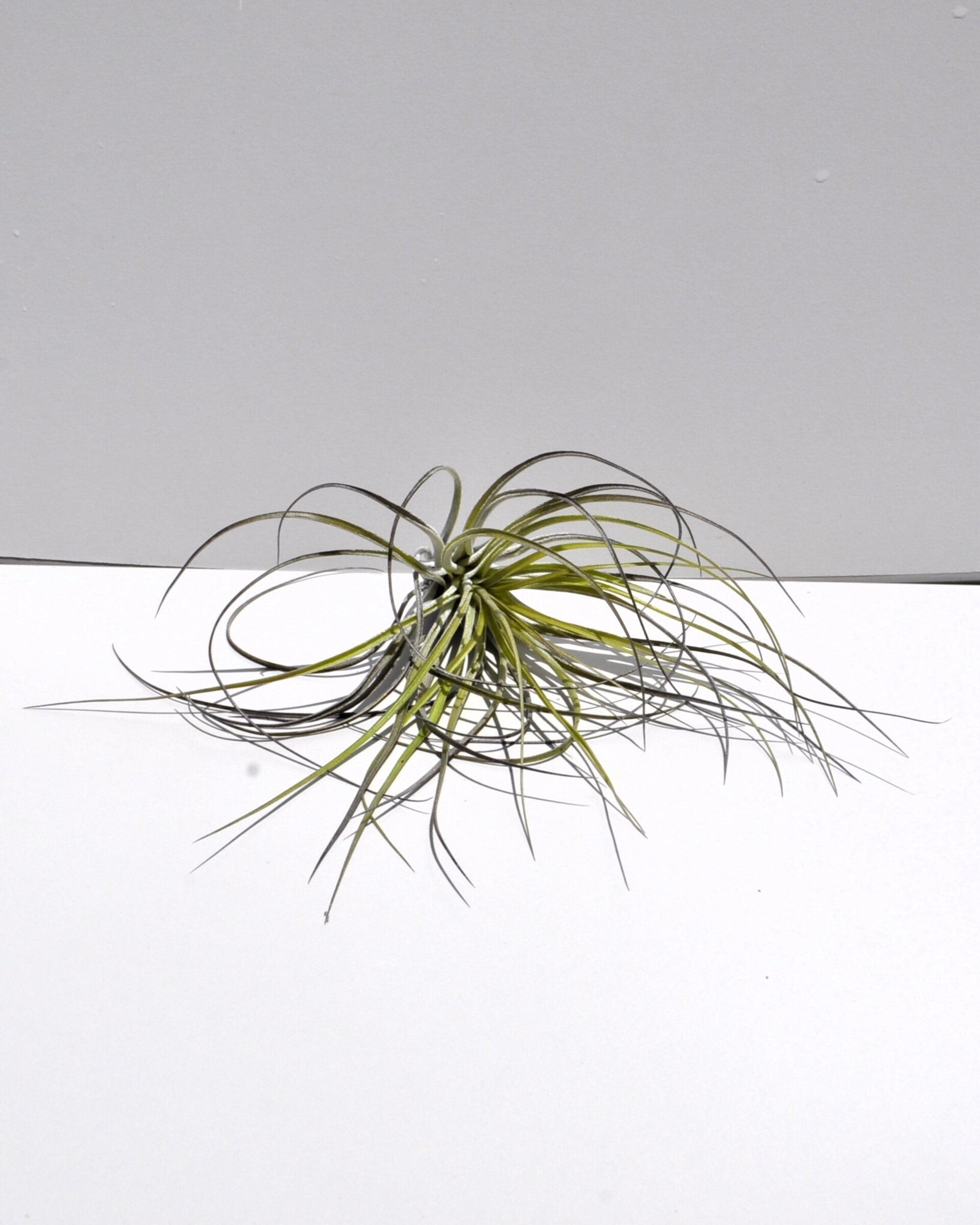 Tillandsia stricta - 5