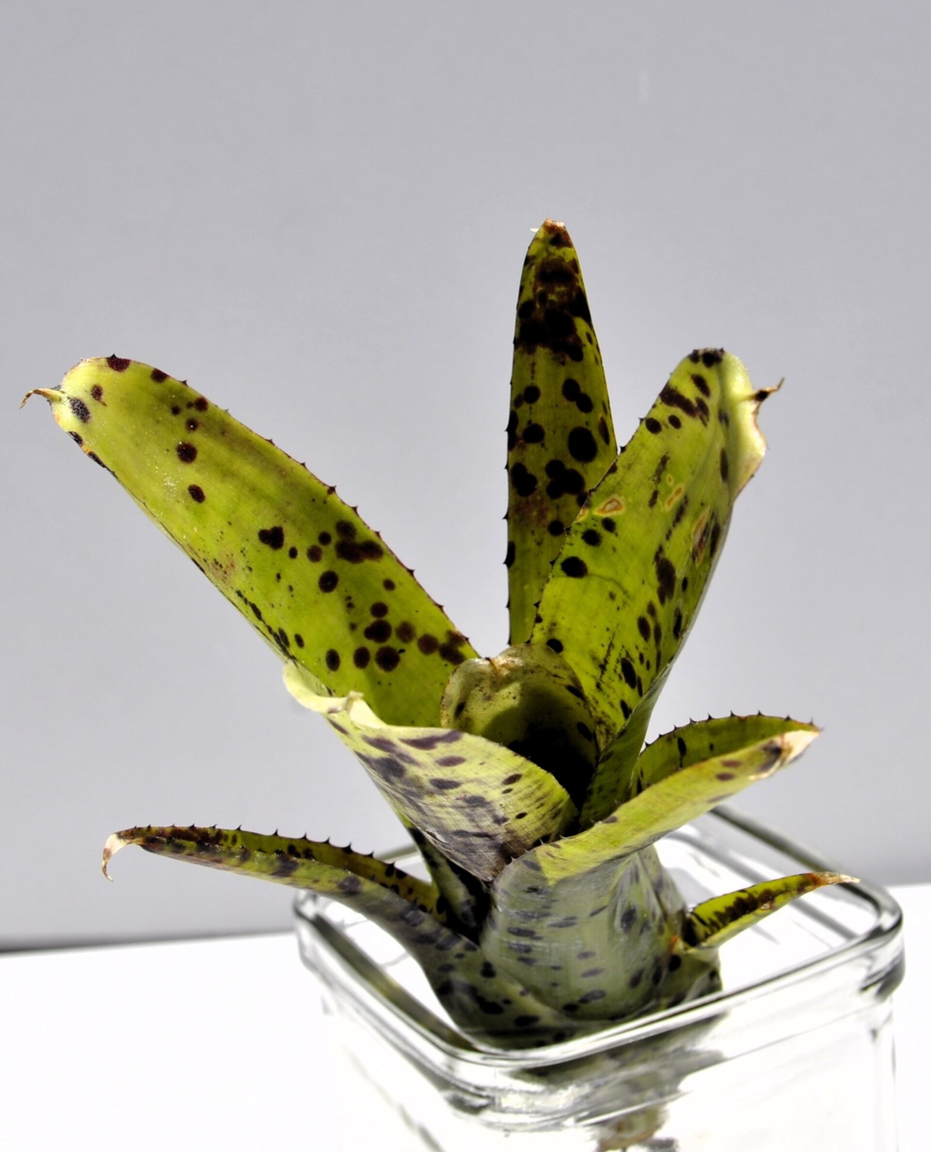 Neoregelia 'Anteia' - 4