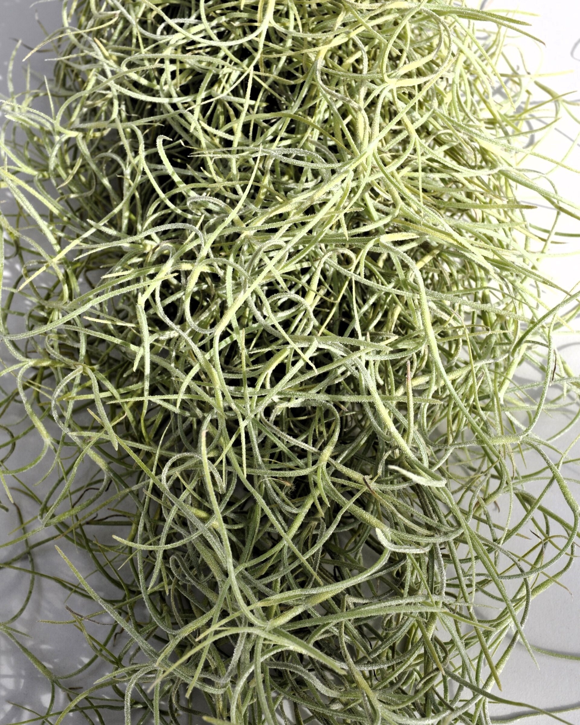 Tillandsia usneoides [standard] (barba de viejo) - 3