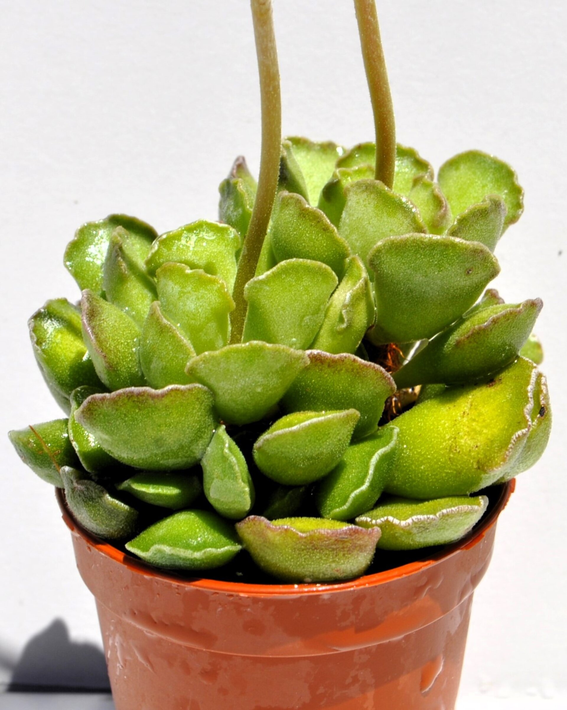 Adromischus cristatus - 2