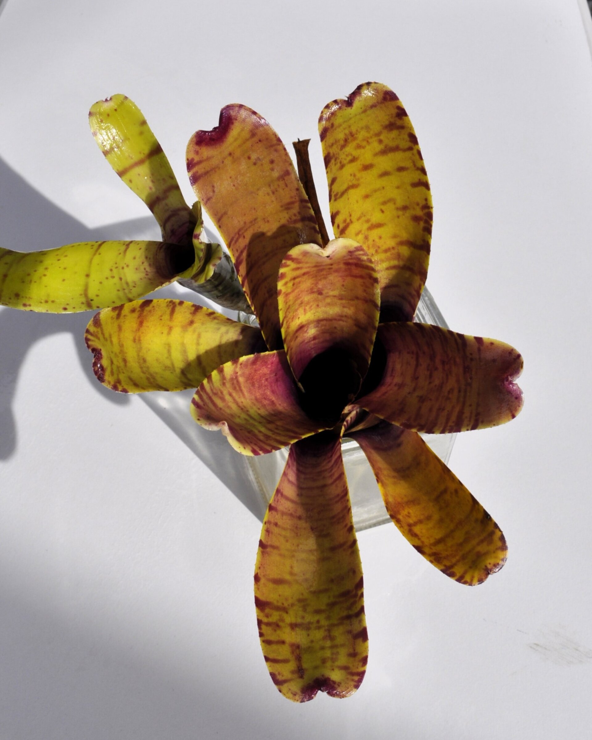 Neoregelia tigrina - 6