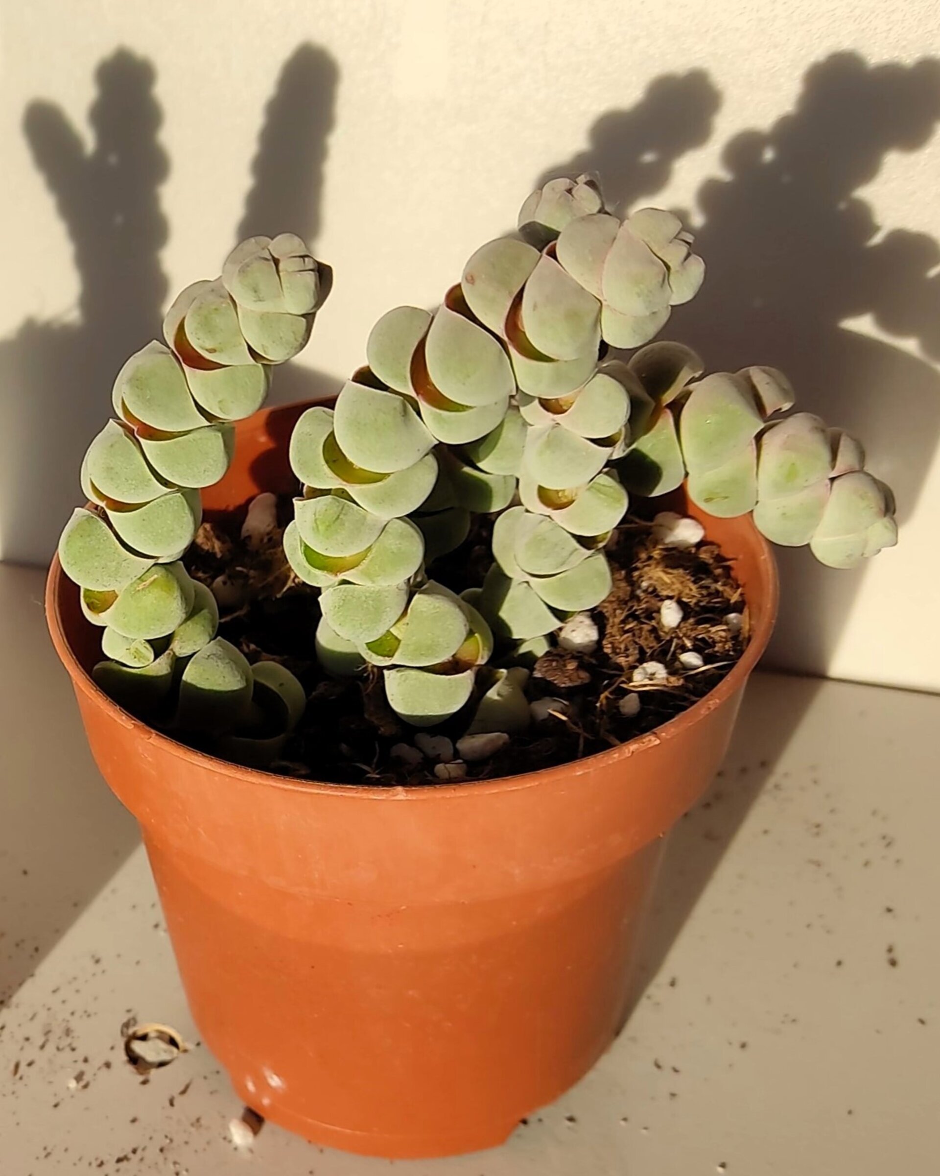 Crassula plegmatoides - 4