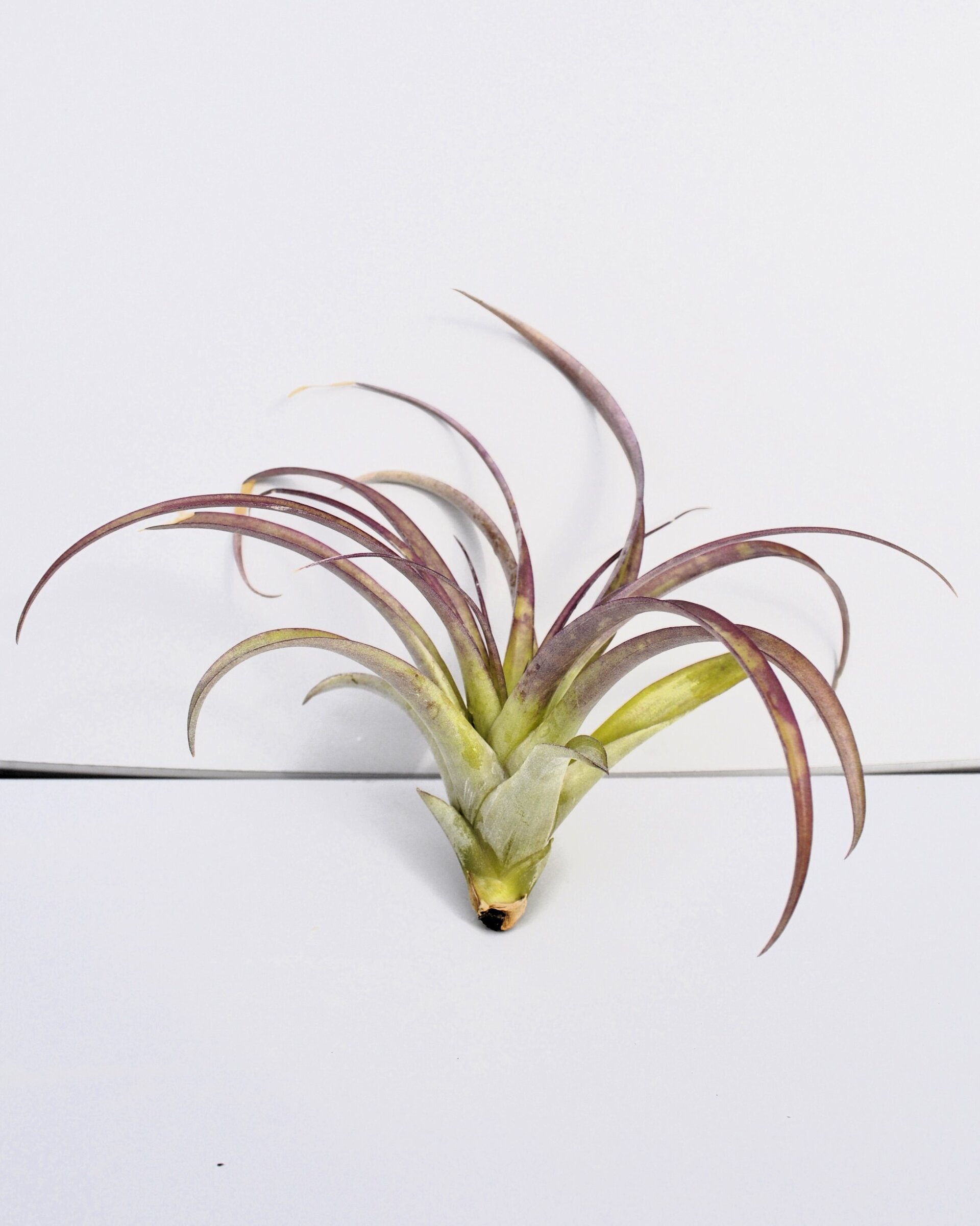 Tillandsia brachycaulos x flabellata - 5