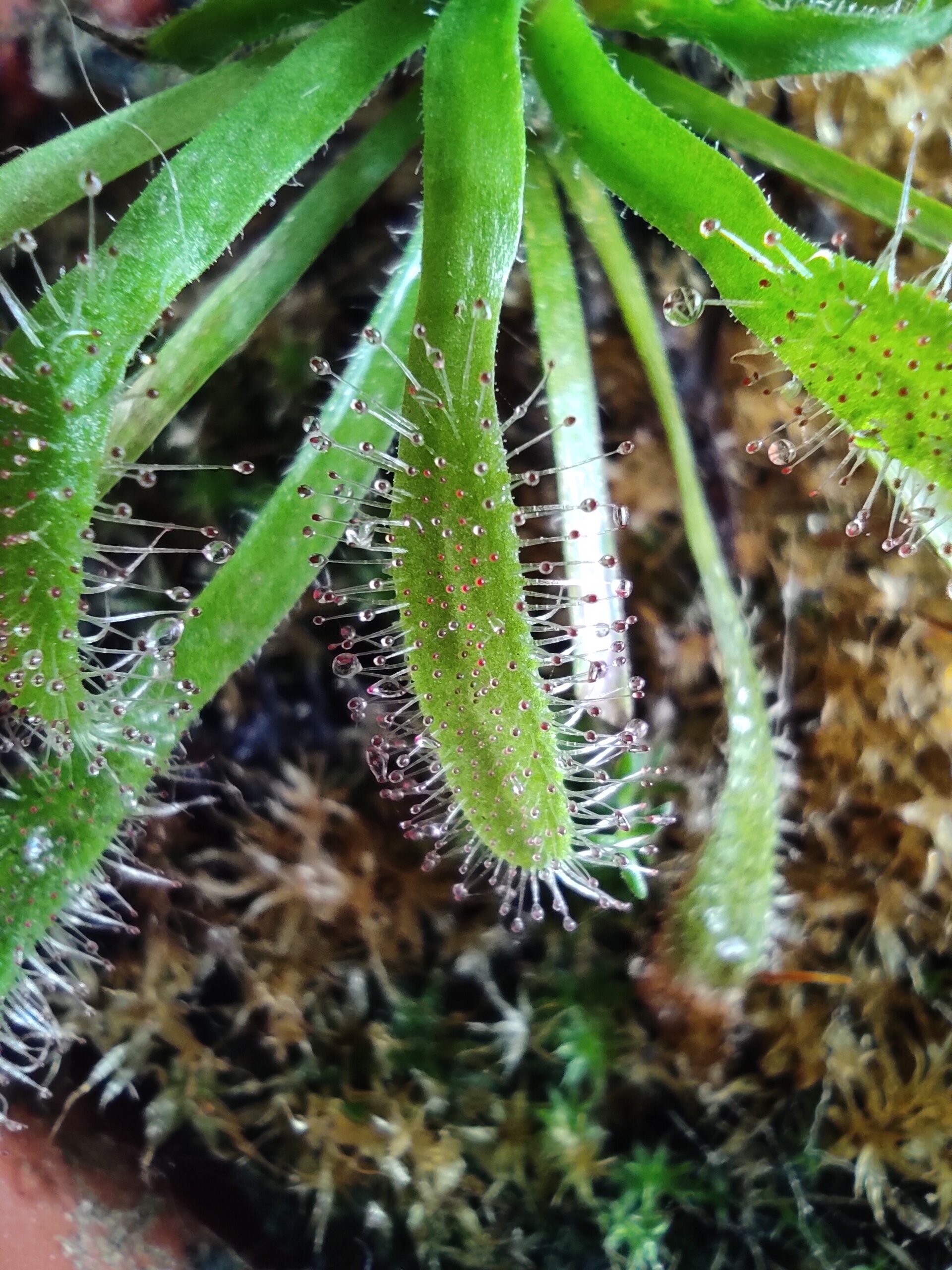 Drosera capensis - 3