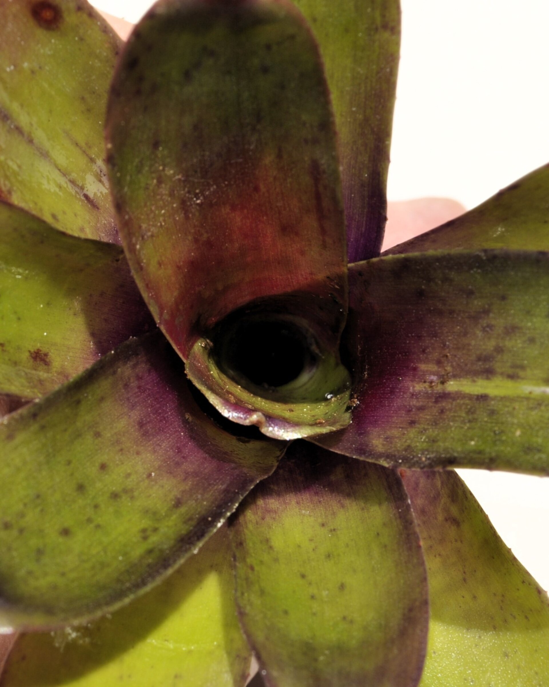 Neoregelia 'Mephisto' - 4