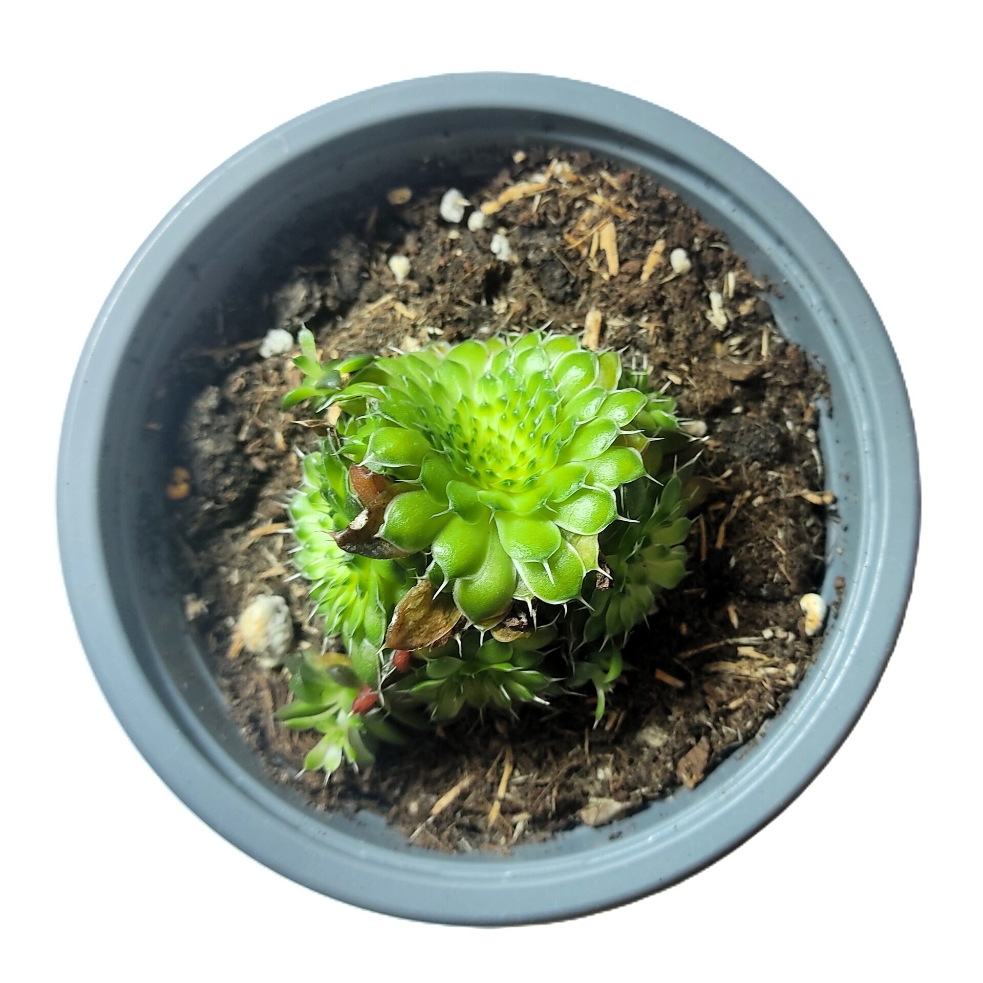 Orostachys spinosa ‘Rot’ - 1
