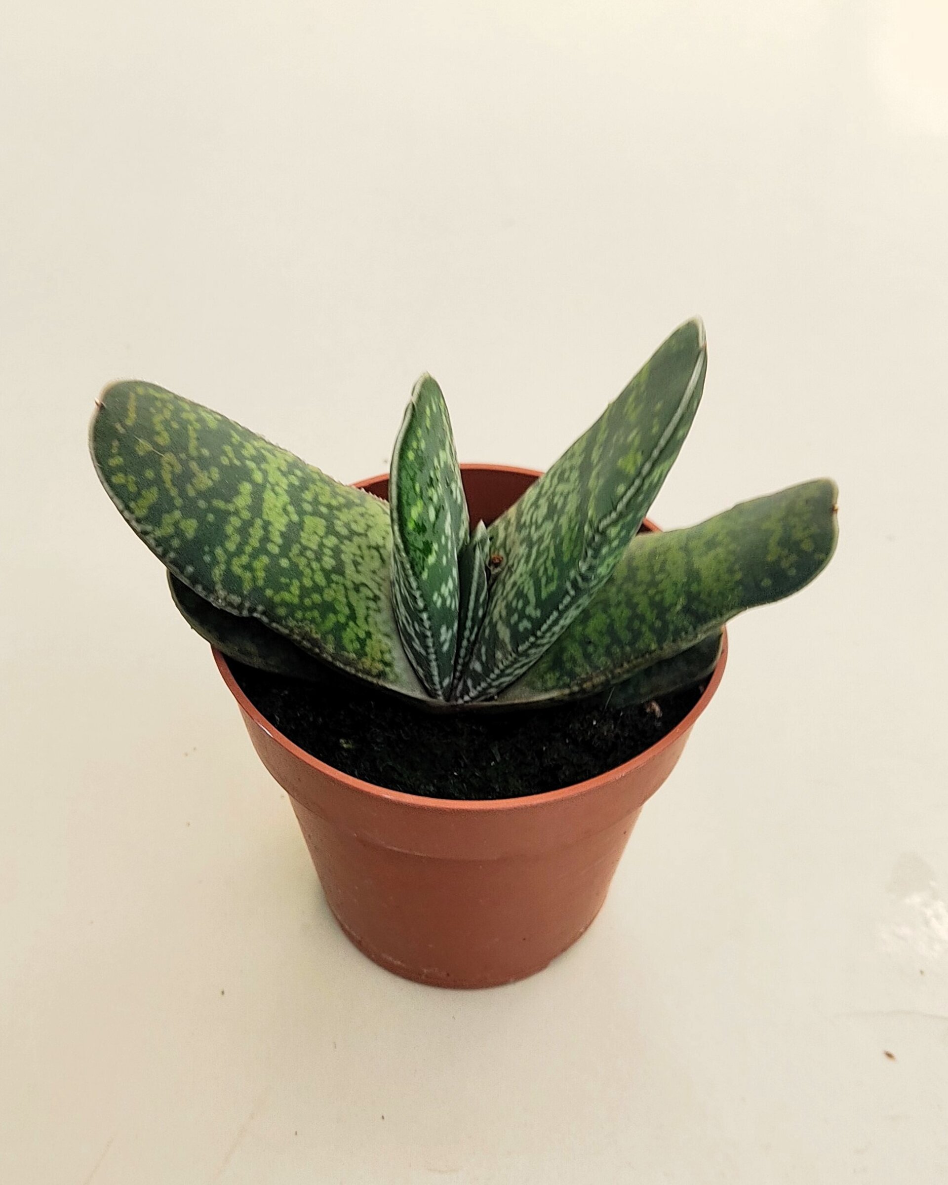 Gasteria sp. - 5