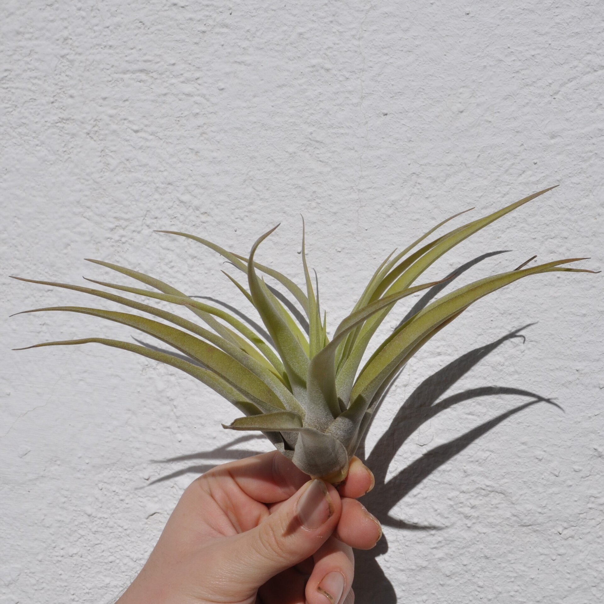 Tillandsia capitata 'Peach' (medium) - 4